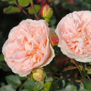 garden roses fragrant rosa shrubrose Matthias Claudius Rose parfum rožių krūmas kvepianti sodo rožė bijūninė gėlės ir manufaktūra