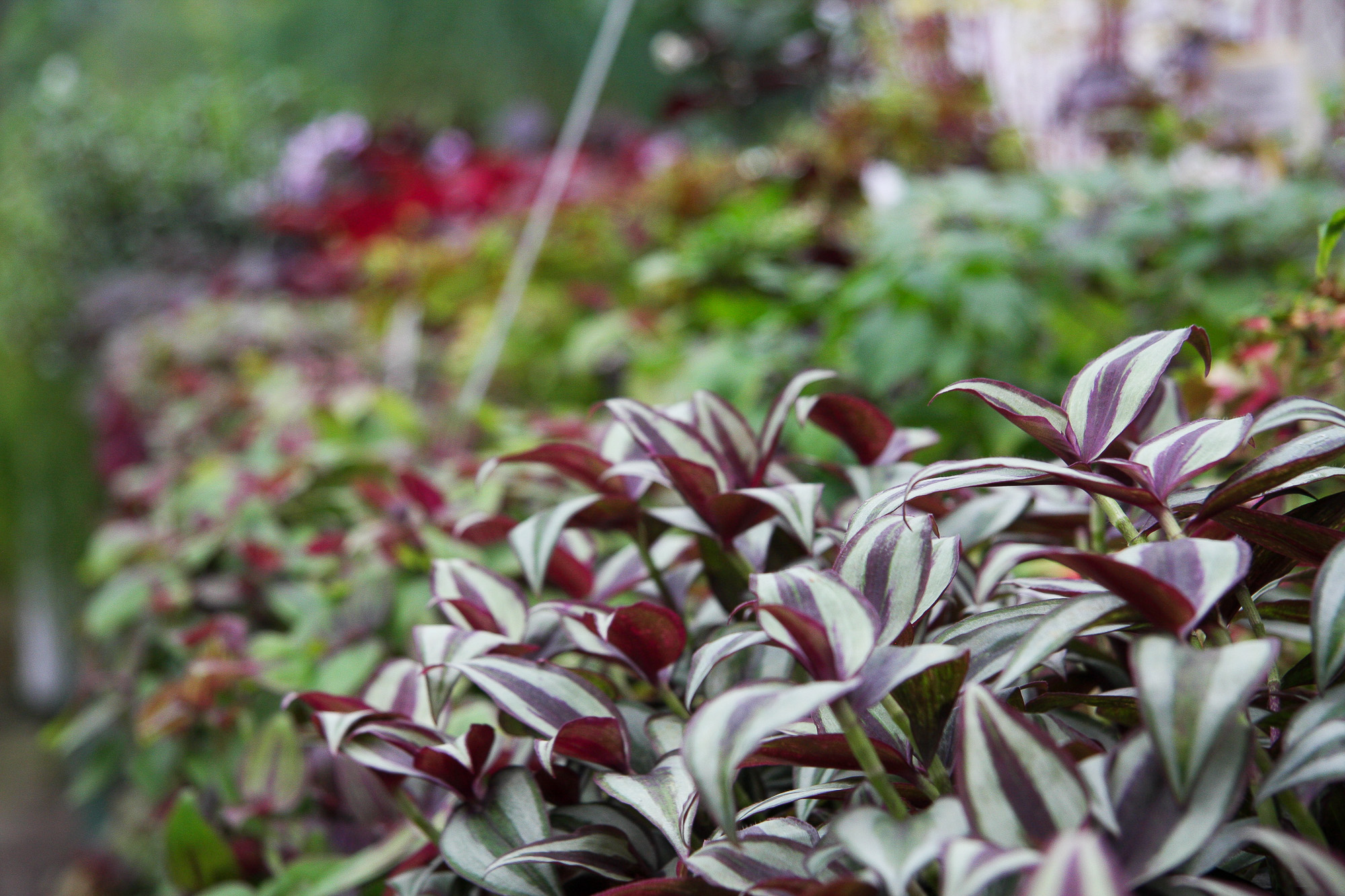tradescantia ceropegia tradeskancija ceropegija kambarinis augalas Gėlės ir manufaktūra