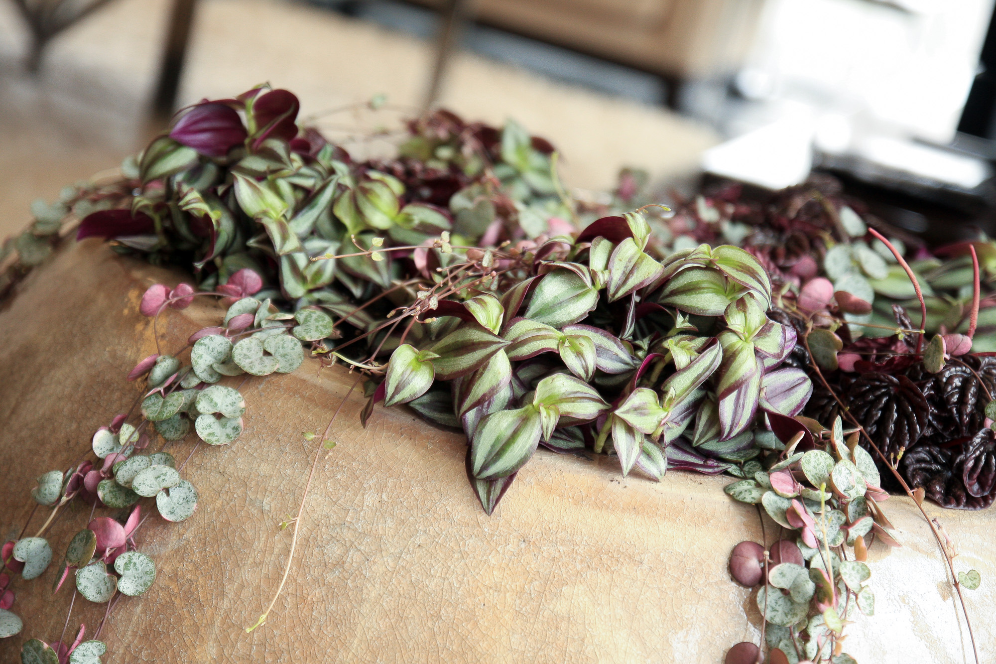 tradescantia ceropegia tradeskancija ceropegija kambarinis augalas Gėlės ir manufaktūra