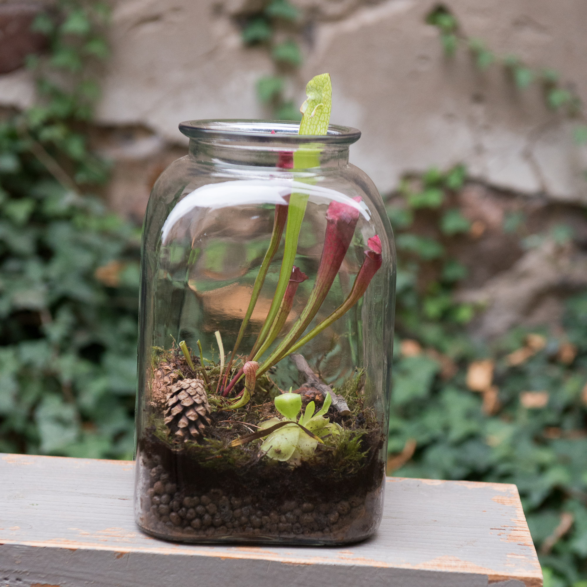 musgaudis vabzdžiaėdis sarracenia nepenthes carnivors plants pinguicula kambarinis augalas gėlės ir manufaktūra kambariniai augalai