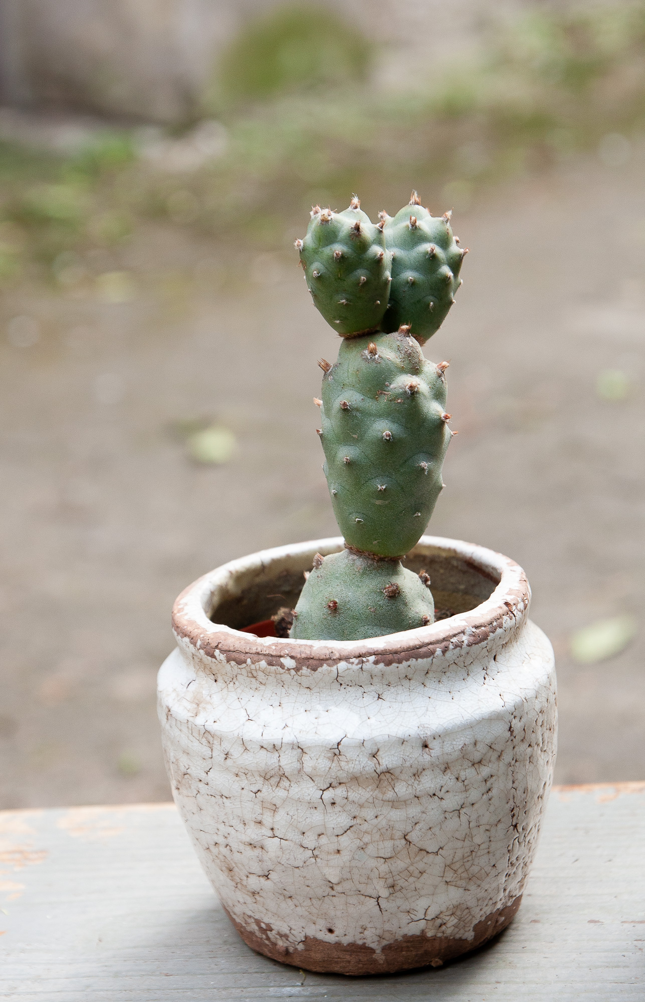 tephrocactus articulatus cactus kaktusas retas augalas Gėlės ir manufaktūra succulents