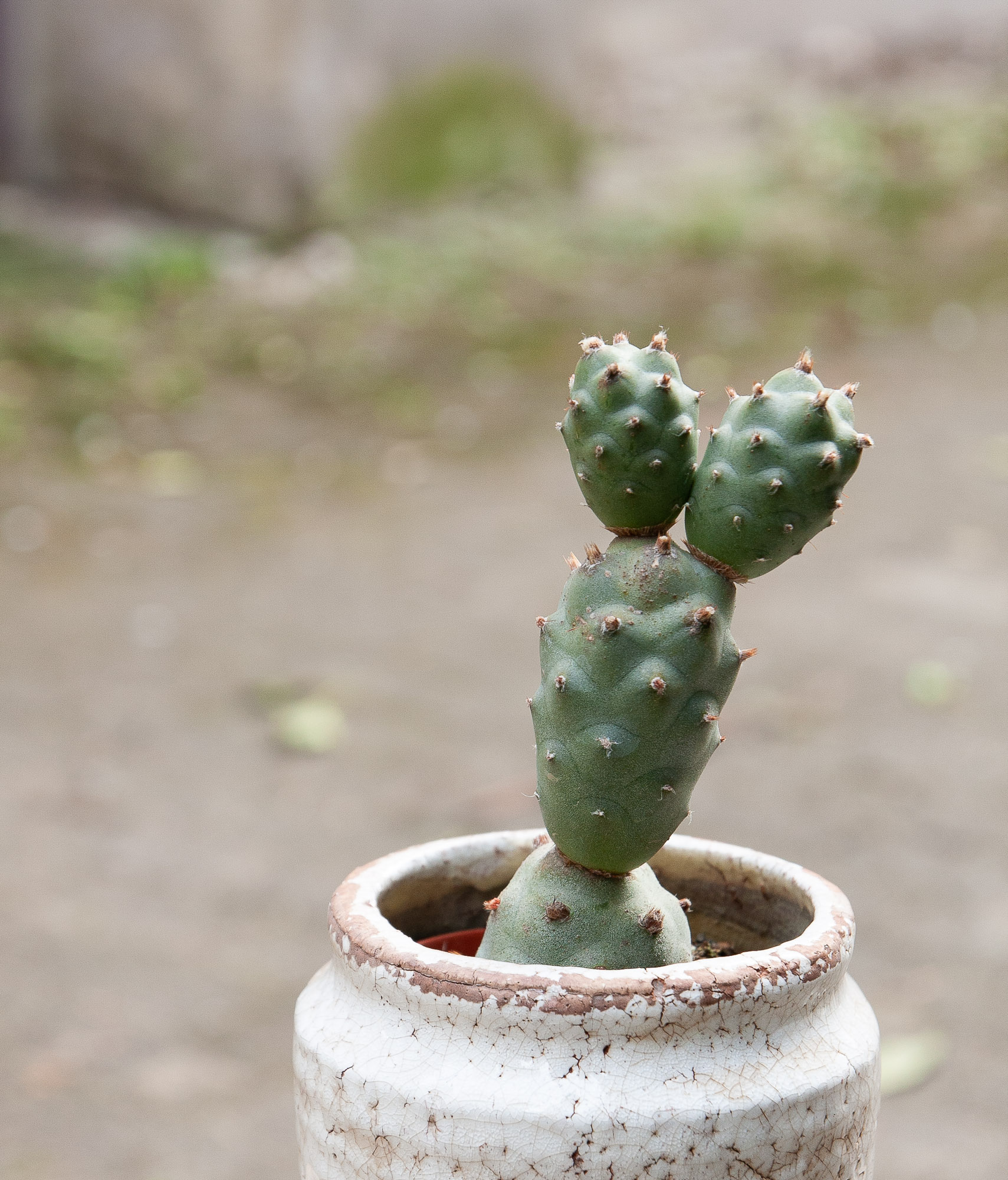 tephrocactus articulatus cactus kaktusas retas augalas Gėlės ir manufaktūra succulents