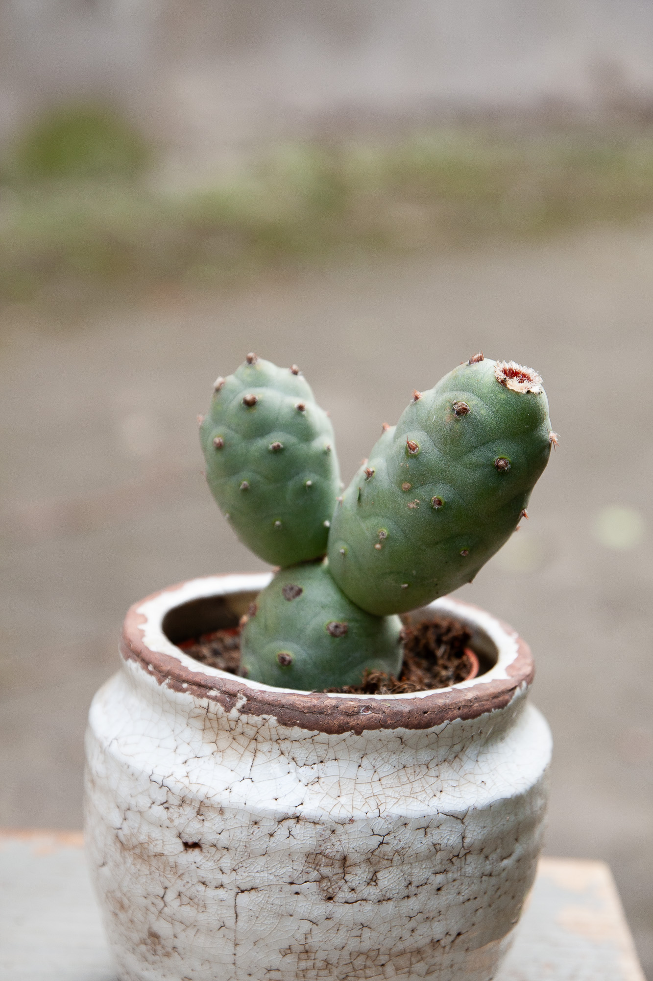 tephrocactus articulatus cactus kaktusas retas augalas Gėlės ir manufaktūra succulents