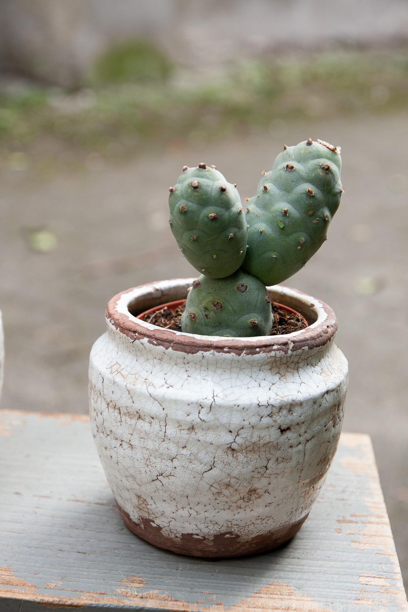 tephrocactus articulatus cactus kaktusas retas augalas Gėlės ir manufaktūra succulents