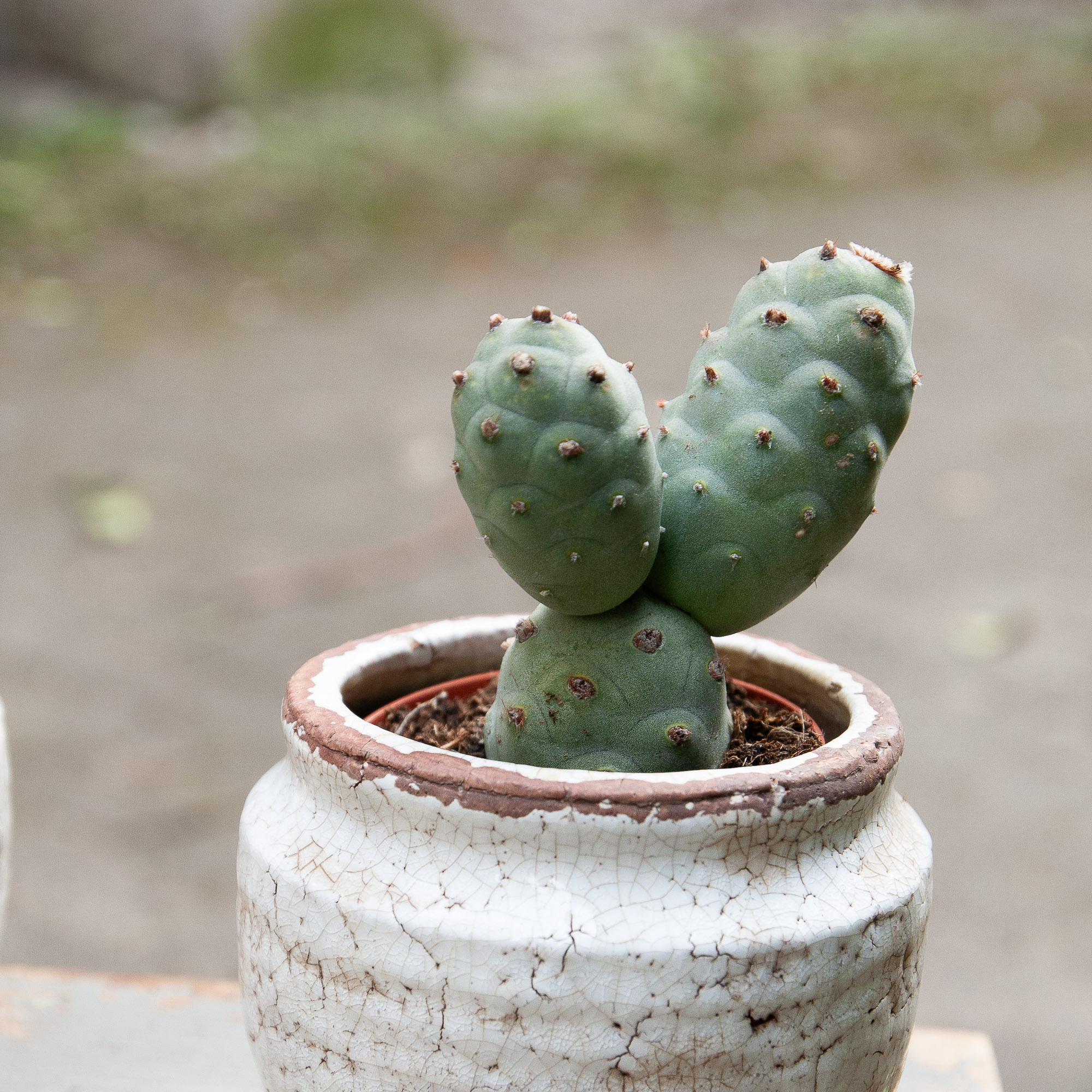 tephrocactus articulatus cactus kaktusas retas augalas Gėlės ir manufaktūra succulents