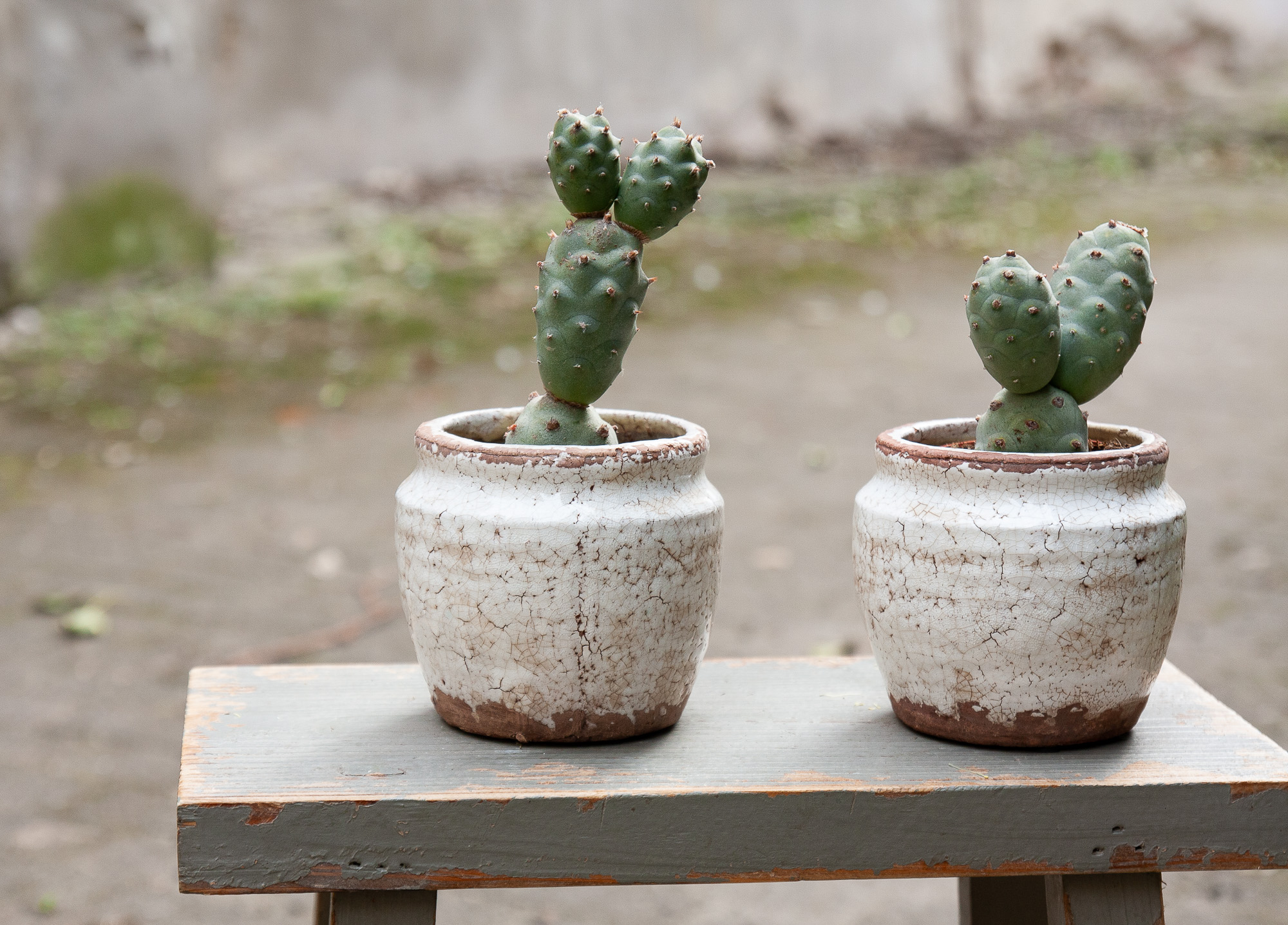 tephrocactus articulatus cactus kaktusas retas augalas Gėlės ir manufaktūra succulents