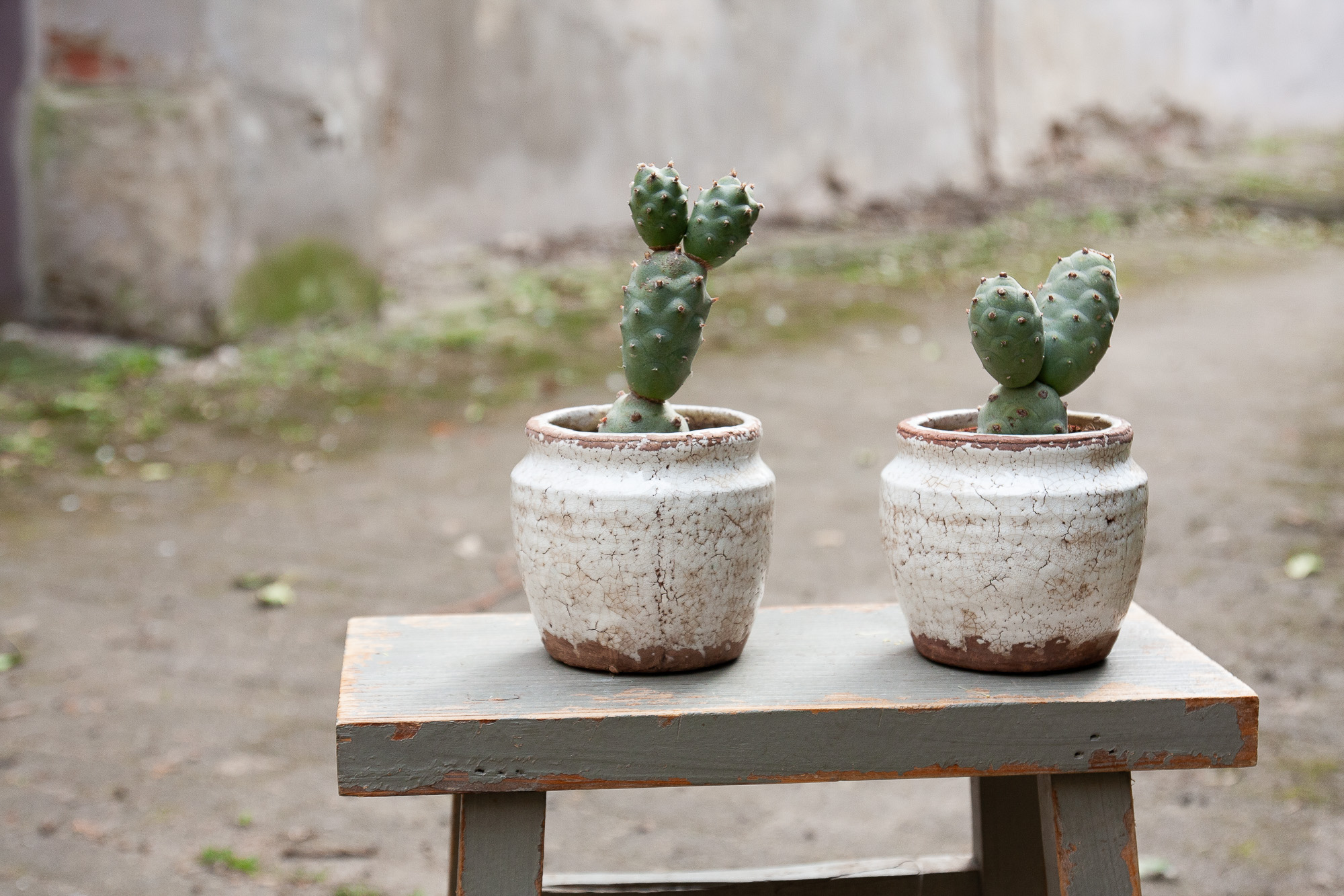 tephrocactus articulatus cactus kaktusas retas augalas Gėlės ir manufaktūra succulents
