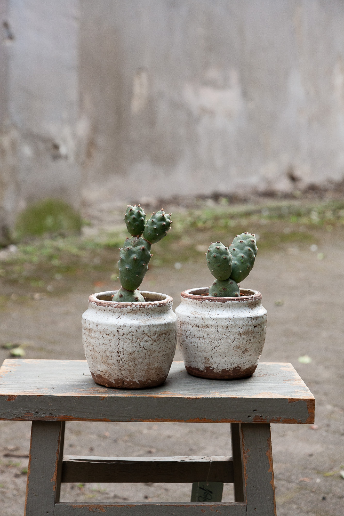 tephrocactus articulatus cactus kaktusas retas augalas Gėlės ir manufaktūra succulents