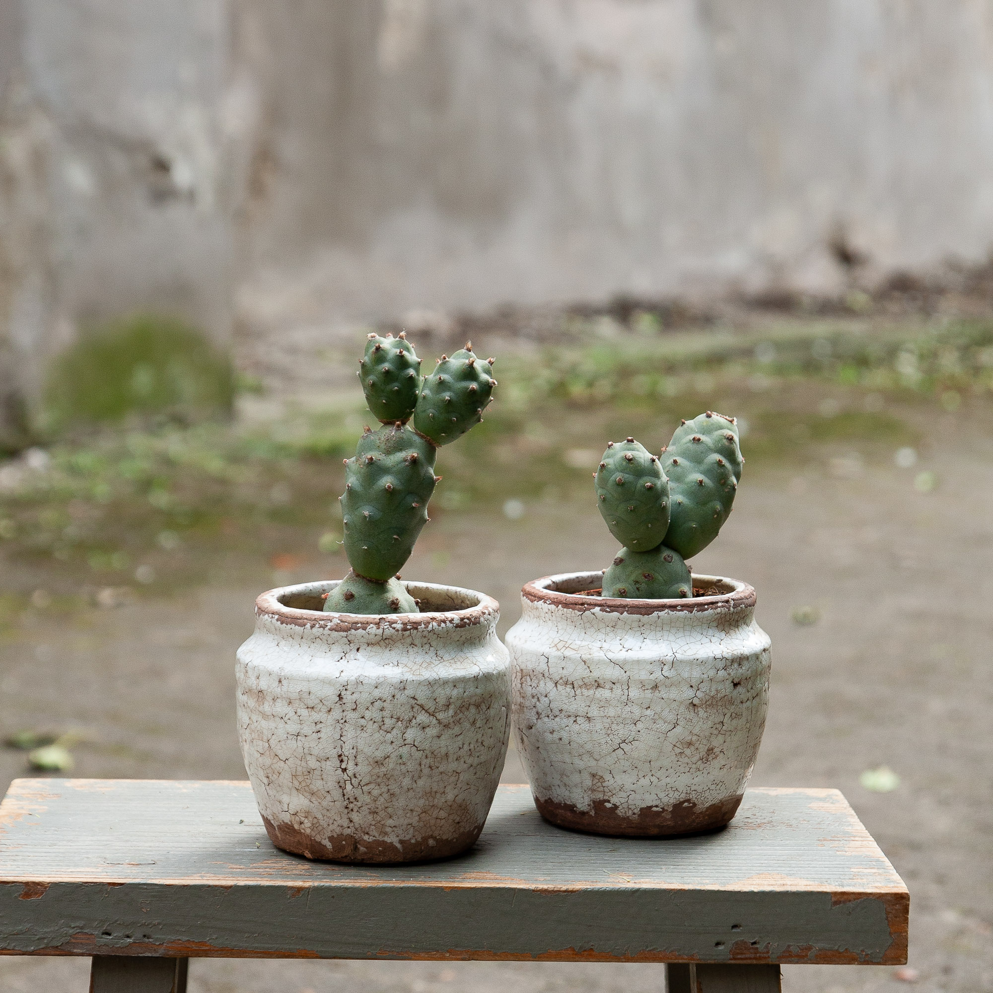 tephrocactus articulatus cactus kaktusas retas augalas Gėlės ir manufaktūra succulents