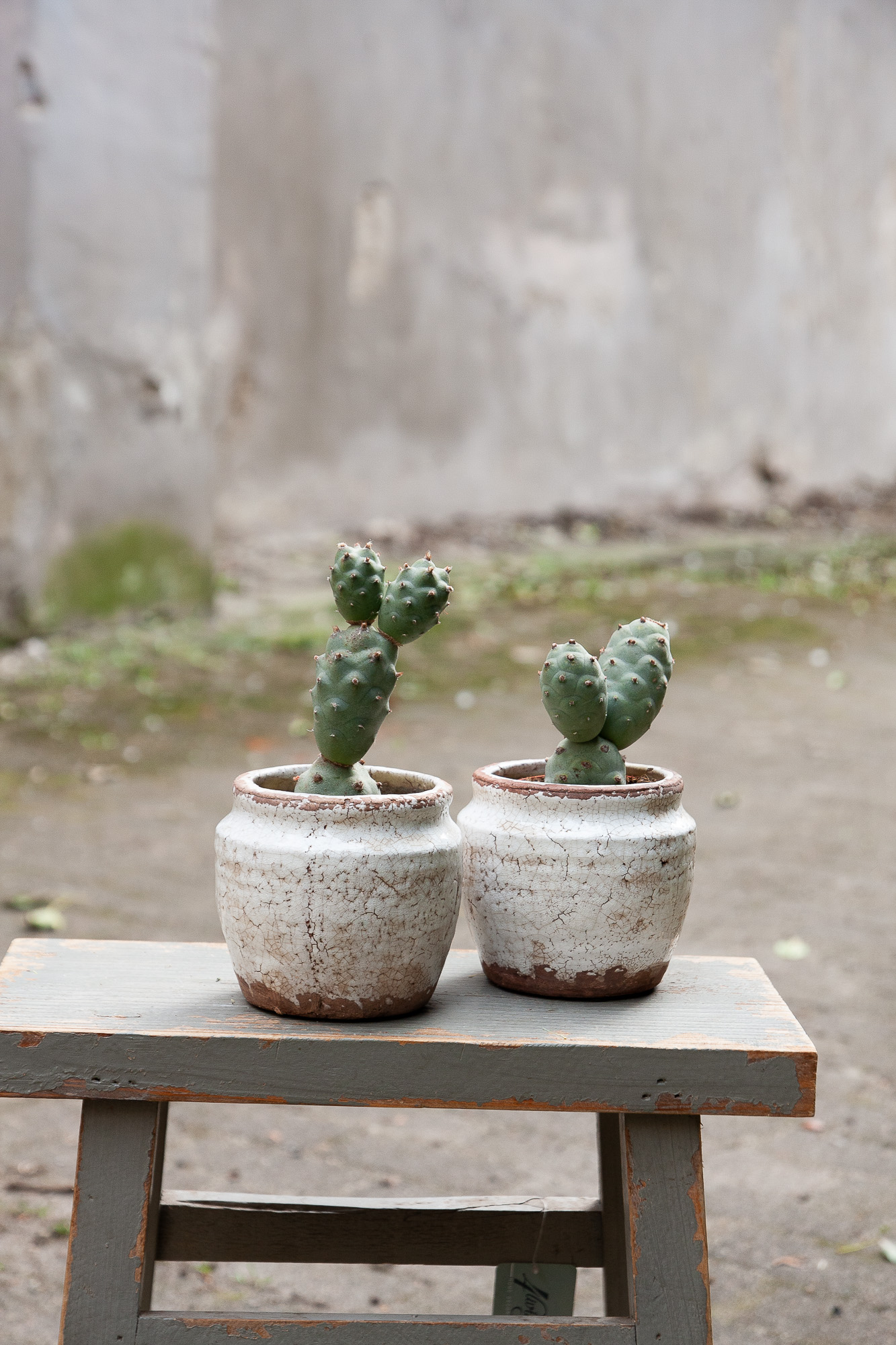 tephrocactus articulatus cactus kaktusas retas augalas Gėlės ir manufaktūra succulents