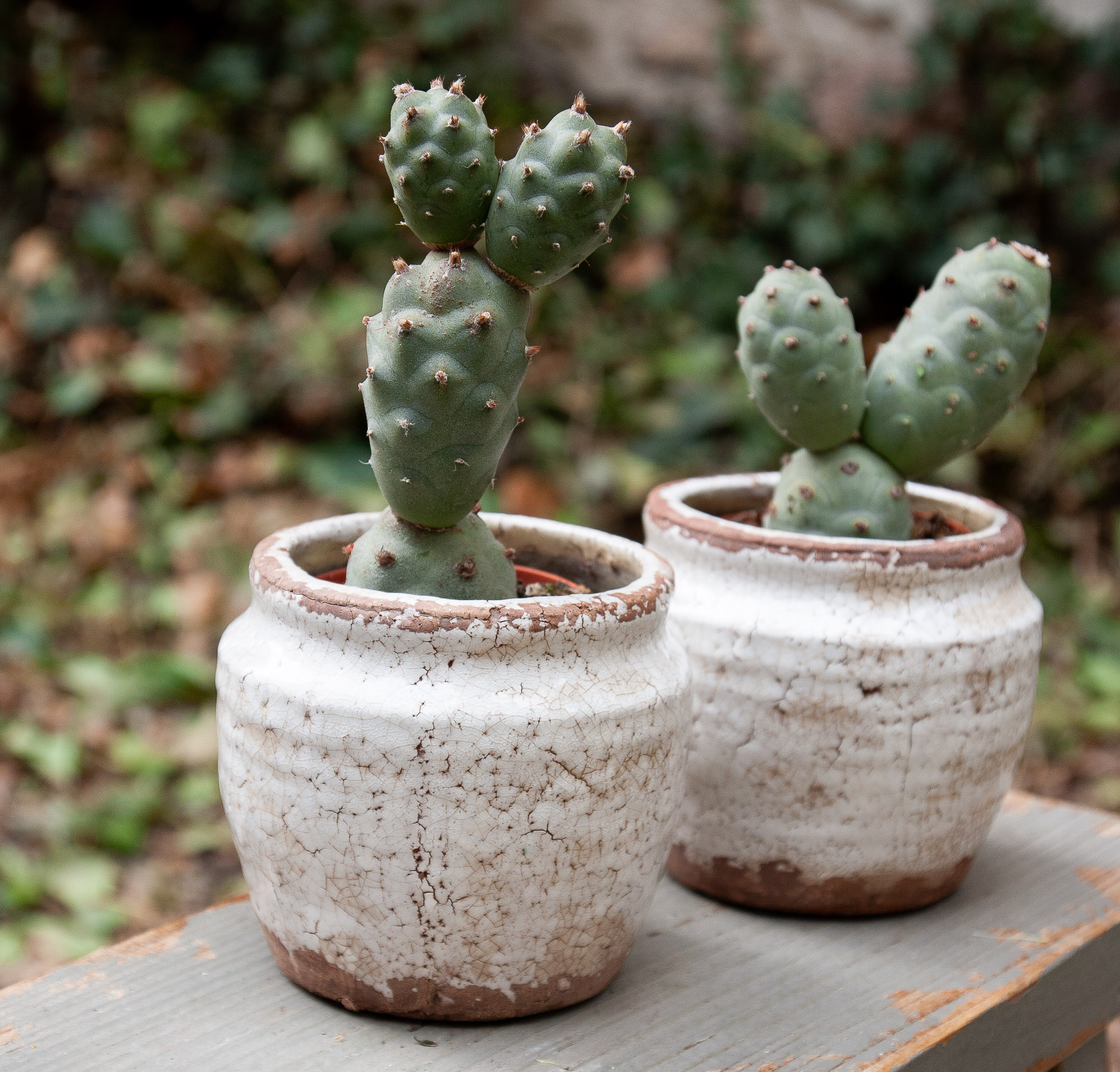tephrocactus articulatus cactus kaktusas retas augalas Gėlės ir manufaktūra succulents