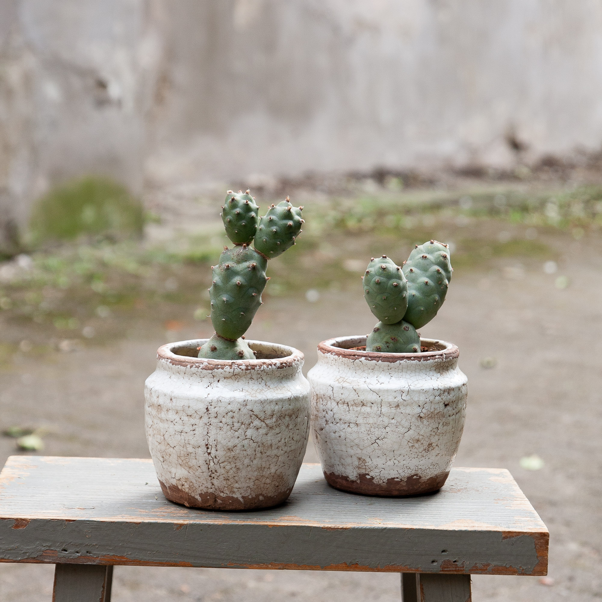 tephrocactus articulatus cactus kaktusas retas augalas Gėlės ir manufaktūra succulents