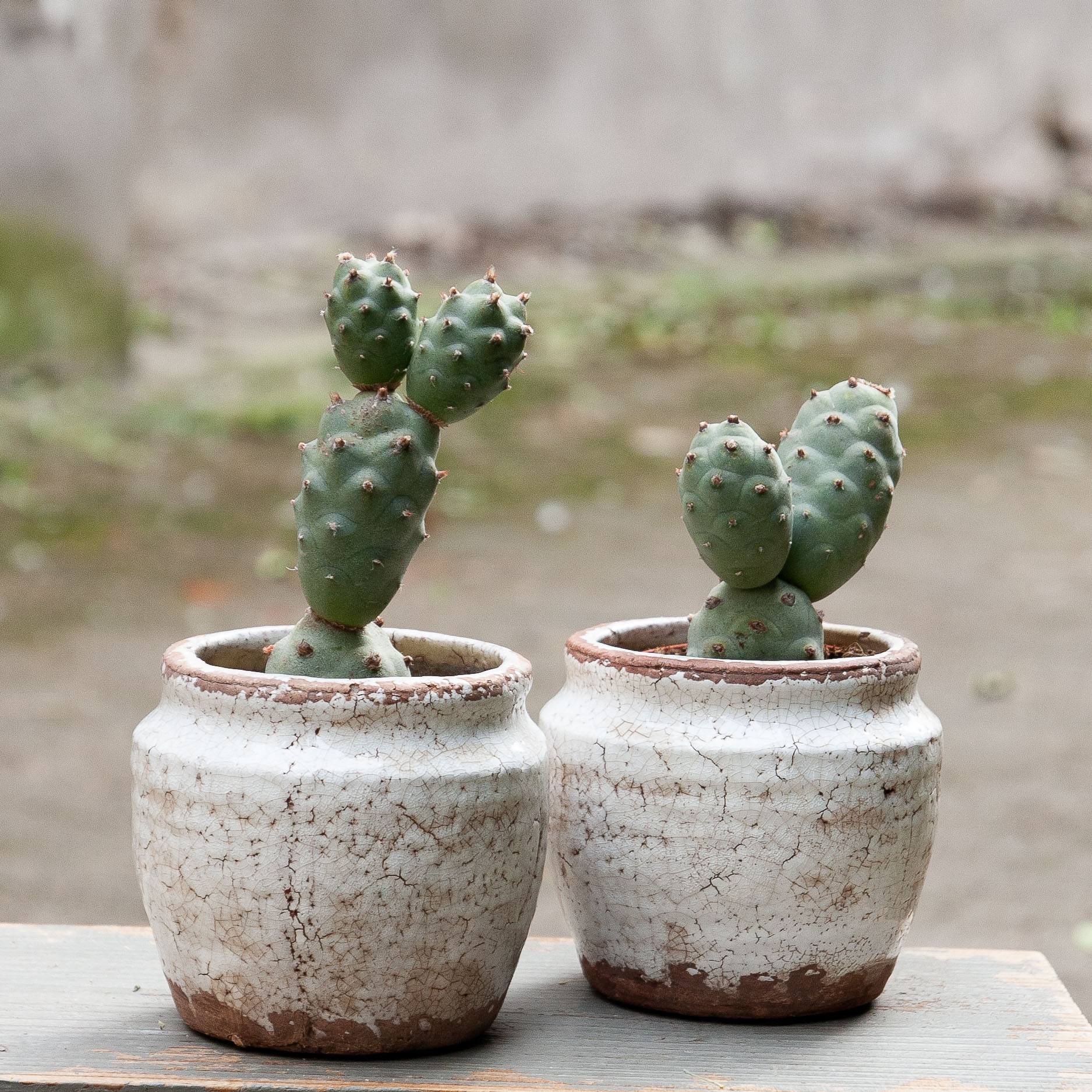 tephrocactus articulatus cactus kaktusas retas augalas Gėlės ir manufaktūra succulents