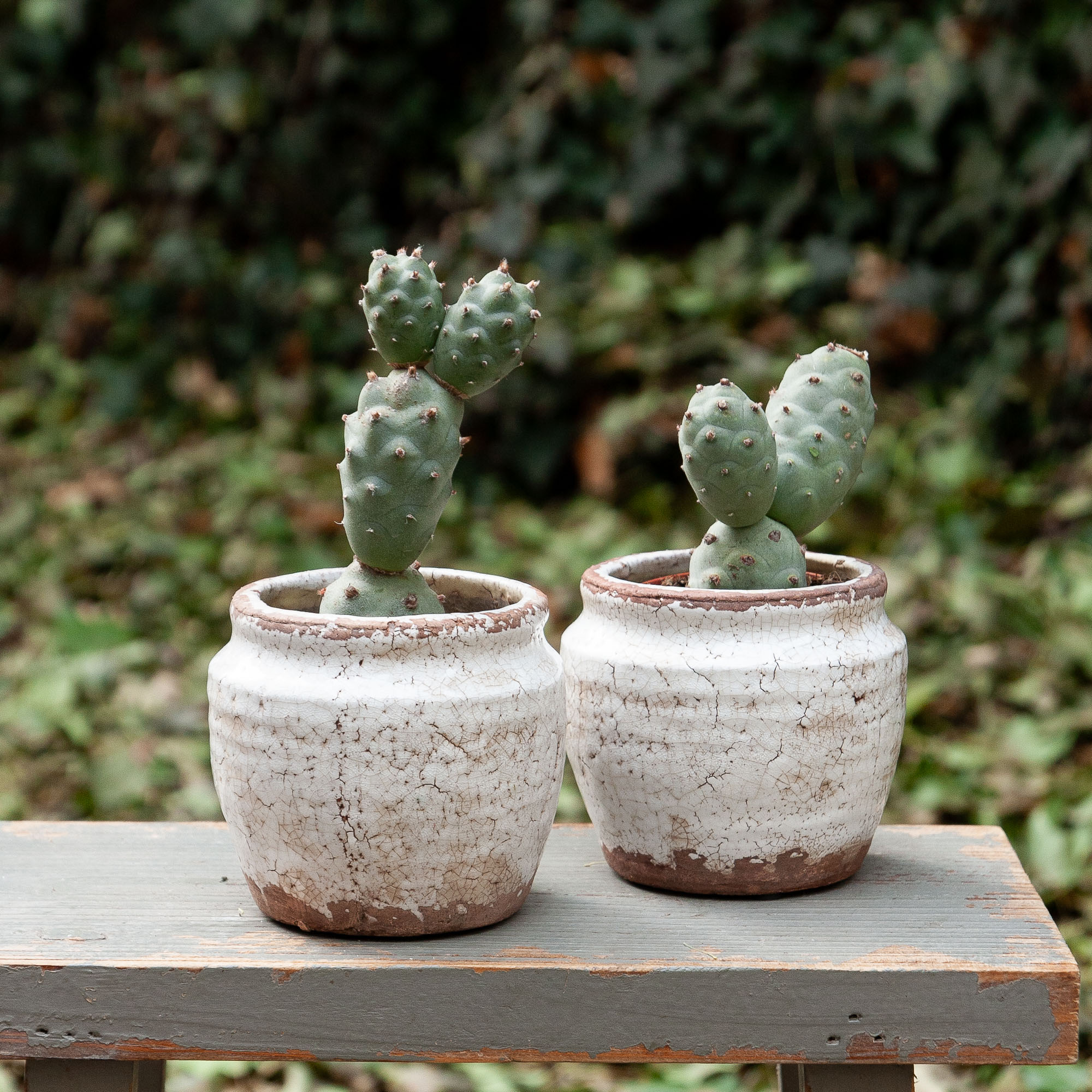 tephrocactus articulatus cactus kaktusas retas augalas Gėlės ir manufaktūra succulents