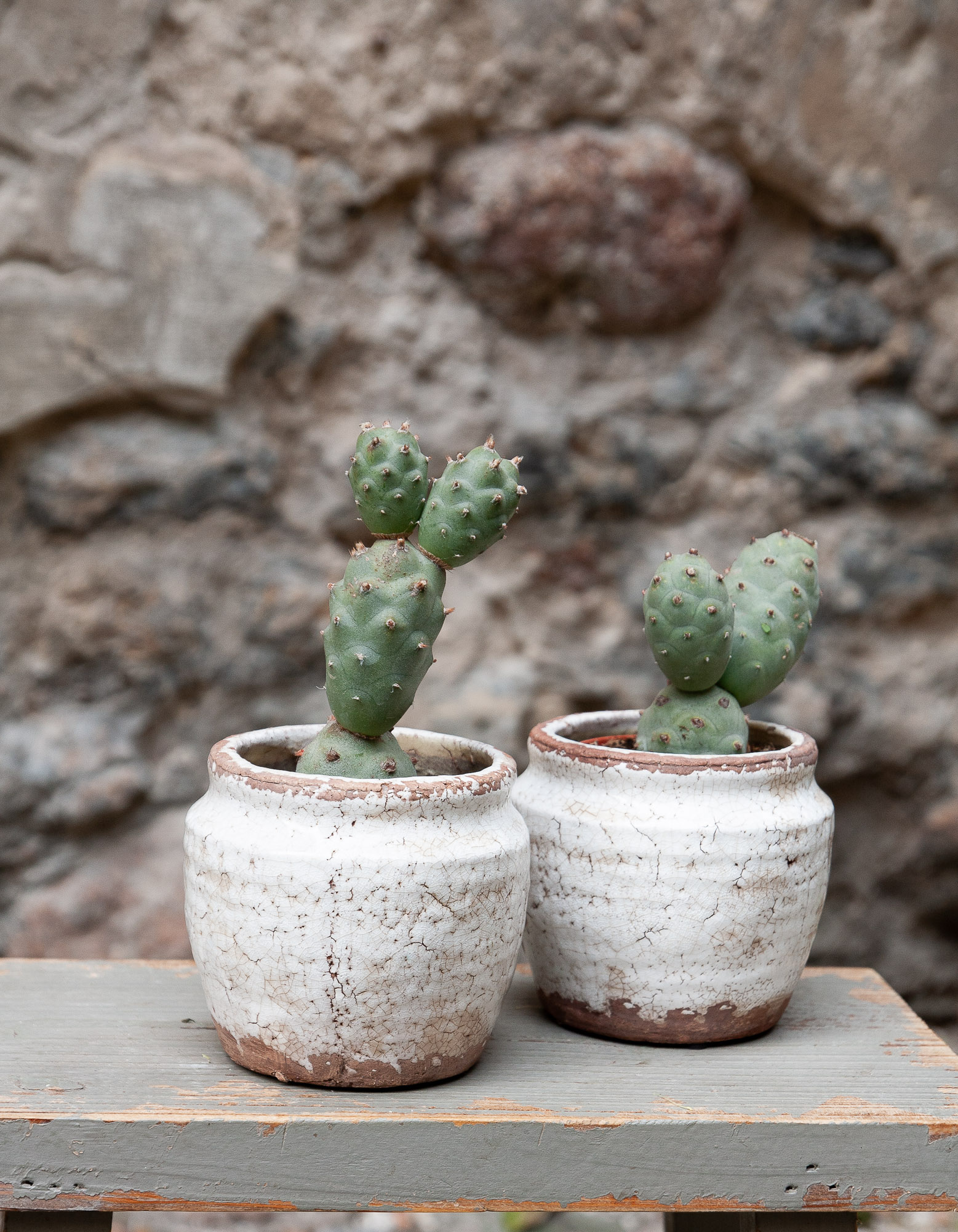 tephrocactus articulatus cactus kaktusas retas augalas Gėlės ir manufaktūra succulents
