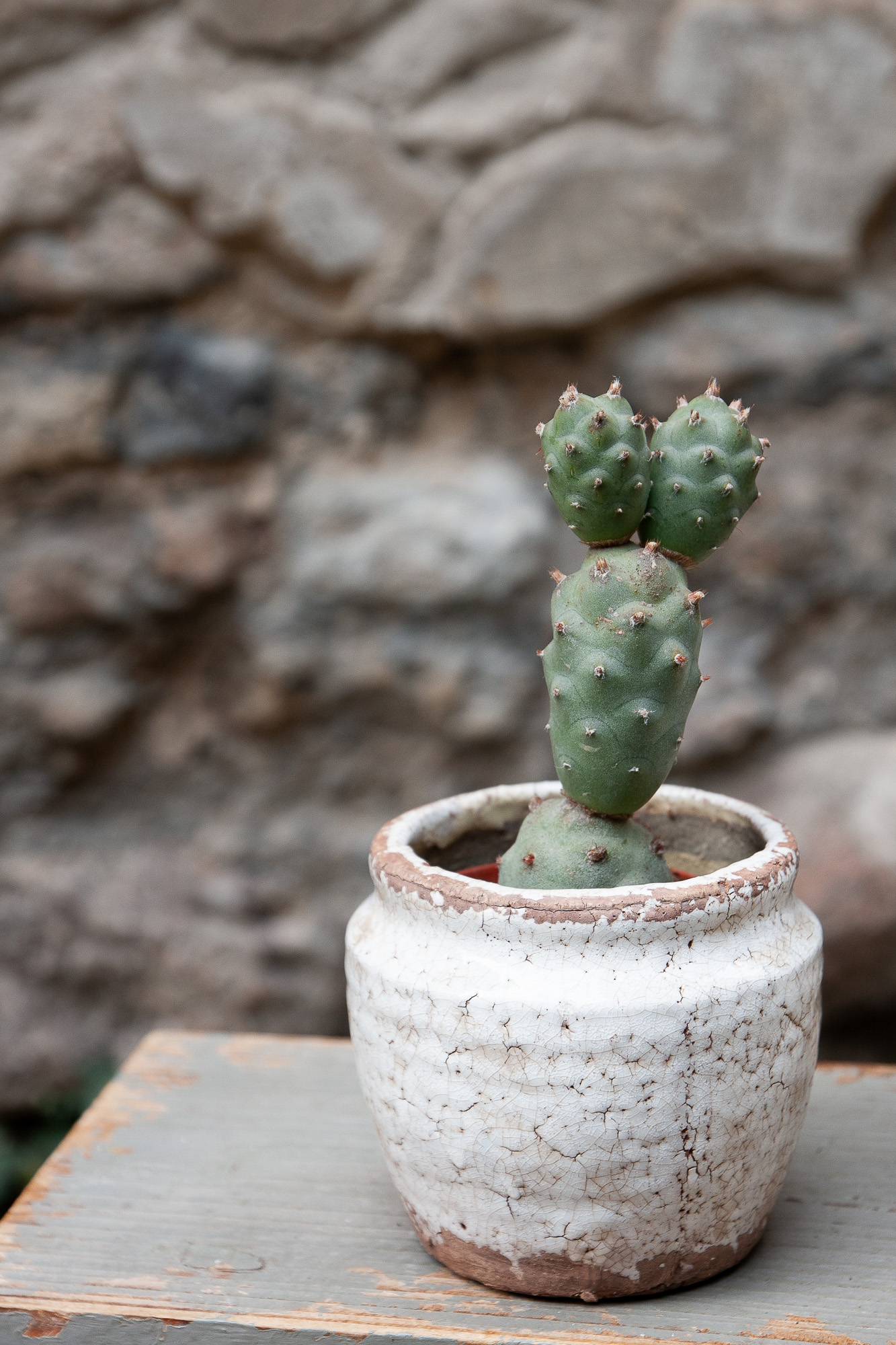 tephrocactus articulatus cactus kaktusas retas augalas Gėlės ir manufaktūra succulents