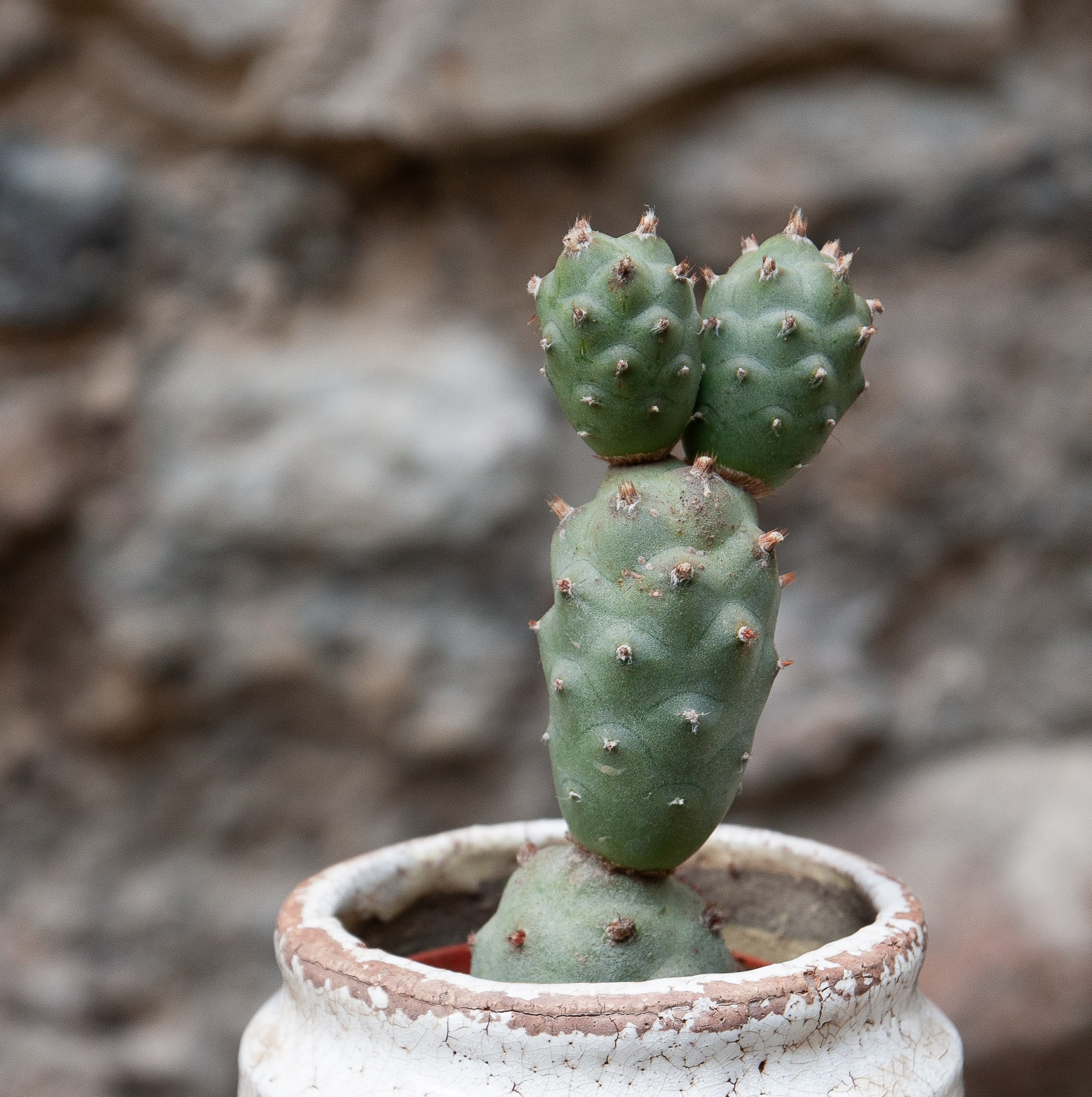 tephrocactus articulatus cactus kaktusas retas augalas Gėlės ir manufaktūra succulents