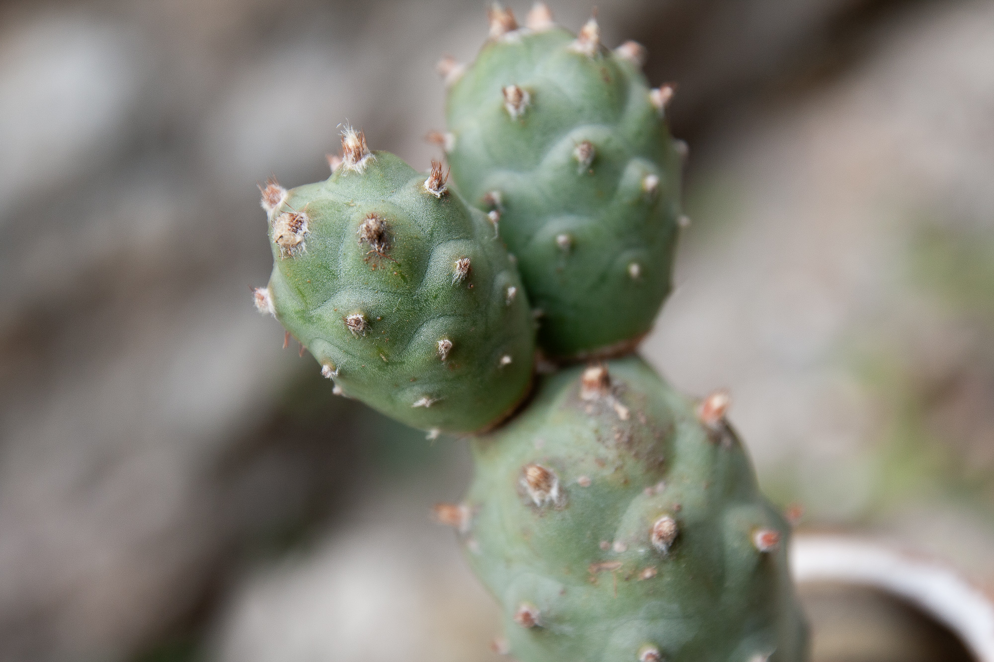tephrocactus articulatus cactus kaktusas retas augalas Gėlės ir manufaktūra succulents