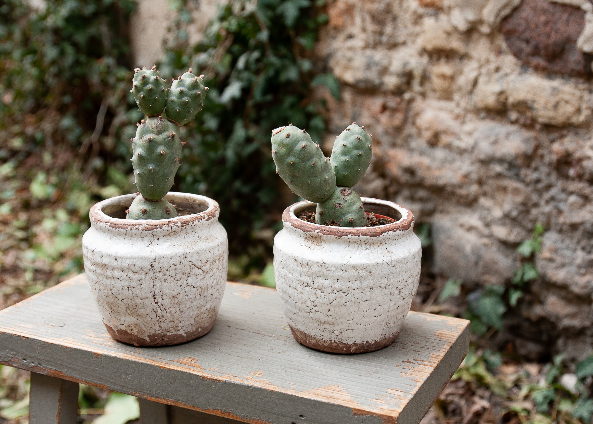 tephrocactus articulatus cactus kaktusas retas augalas Gėlės ir manufaktūra succulents