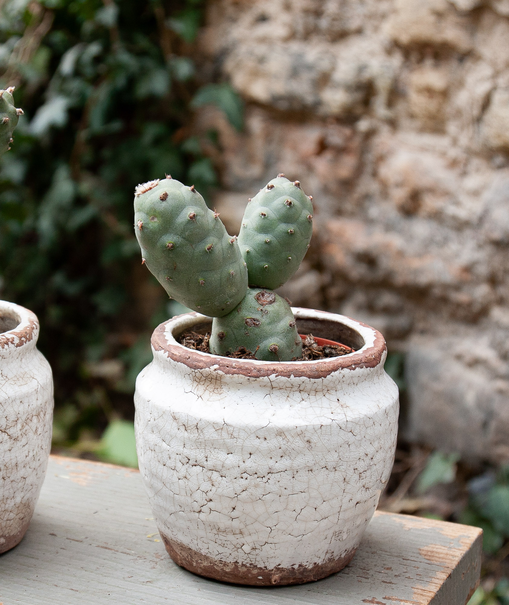 tephrocactus articulatus cactus kaktusas retas augalas Gėlės ir manufaktūra succulents