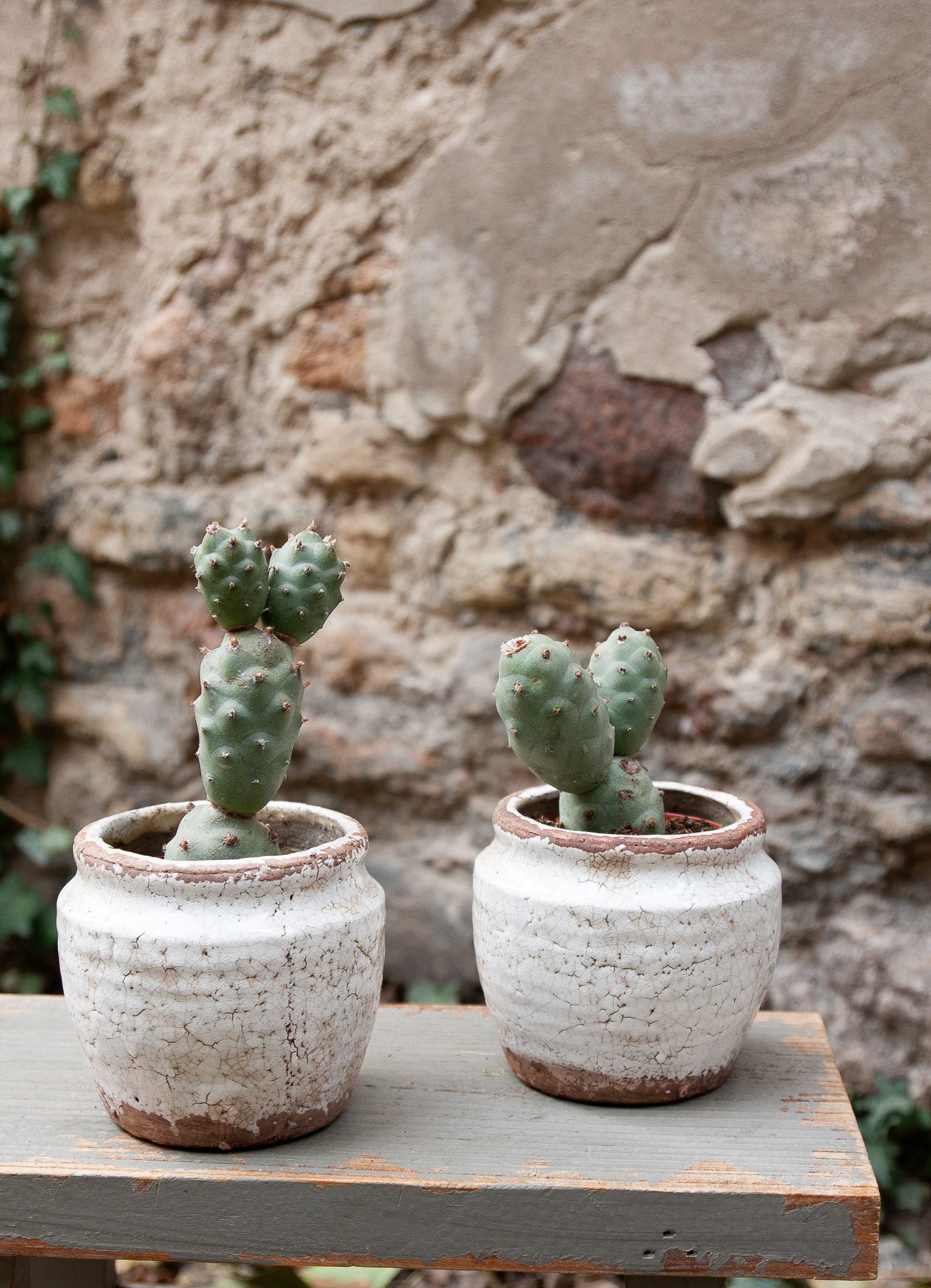 tephrocactus articulatus cactus kaktusas retas augalas Gėlės ir manufaktūra succulents