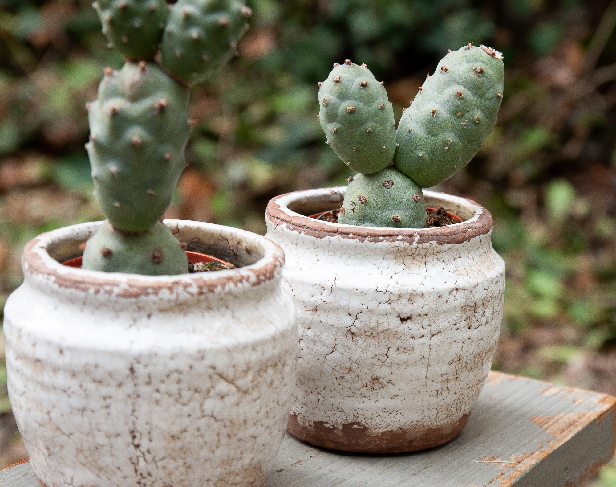 tephrocactus articulatus cactus kaktusas retas augalas Gėlės ir manufaktūra succulents