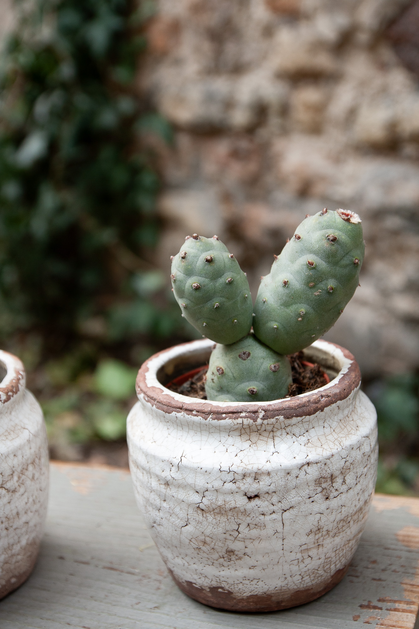 tephrocactus articulatus cactus kaktusas retas augalas Gėlės ir manufaktūra succulents
