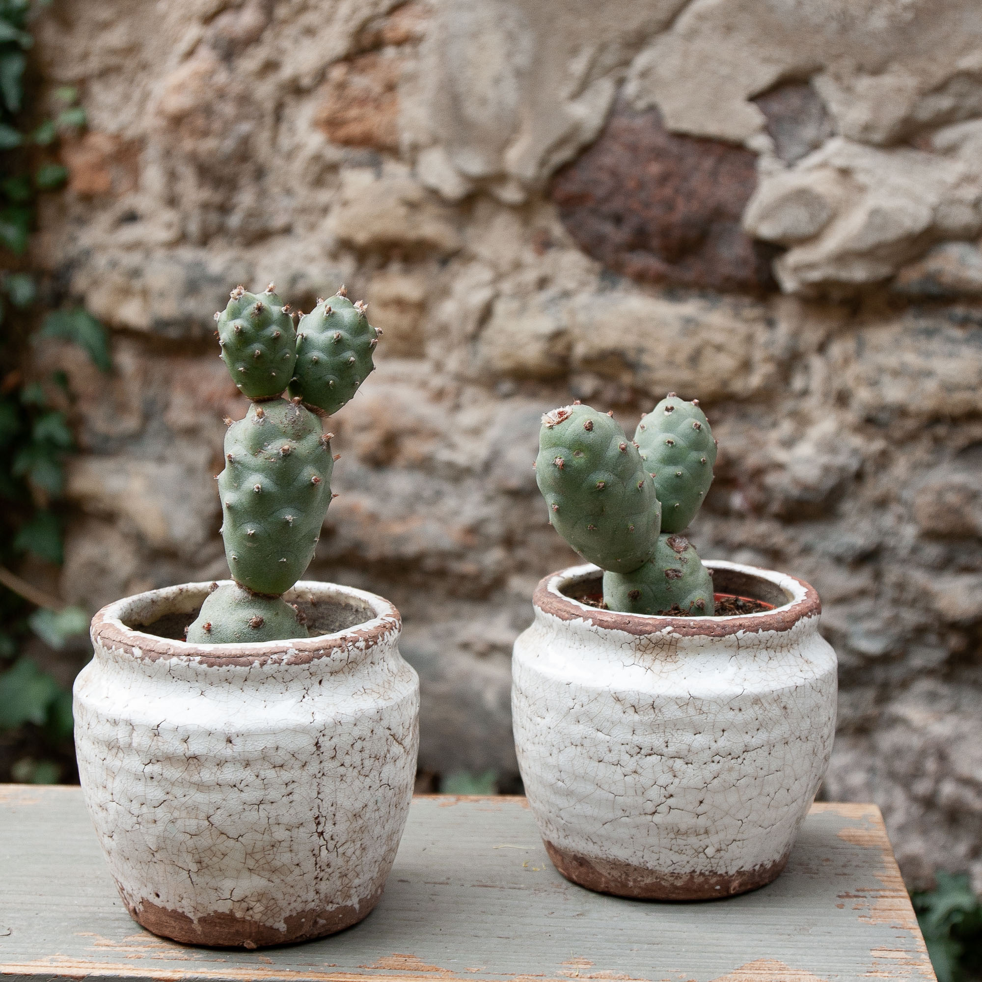 tephrocactus articulatus cactus kaktusas retas augalas Gėlės ir manufaktūra succulents