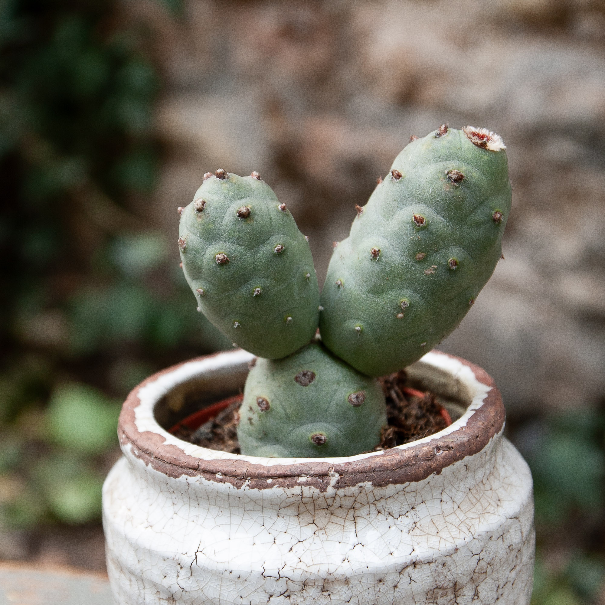 tephrocactus articulatus cactus kaktusas retas augalas Gėlės ir manufaktūra succulents