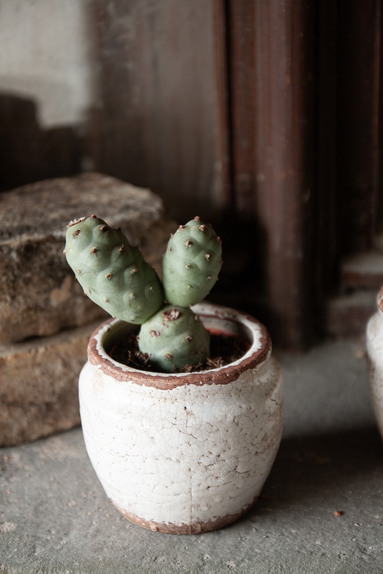 tephrocactus articulatus cactus kaktusas retas augalas Gėlės ir manufaktūra succulents