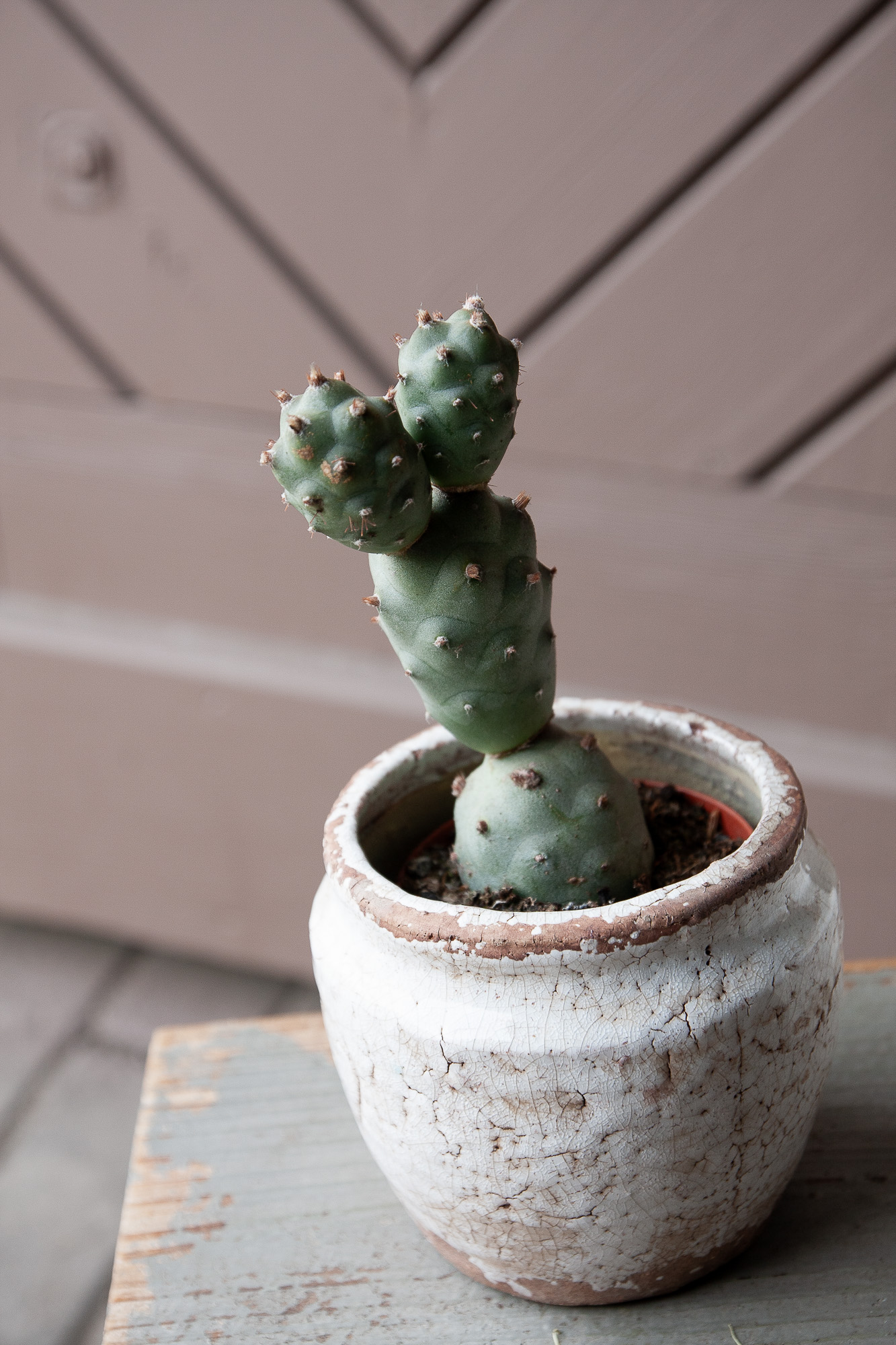 tephrocactus articulatus cactus kaktusas retas augalas Gėlės ir manufaktūra succulents