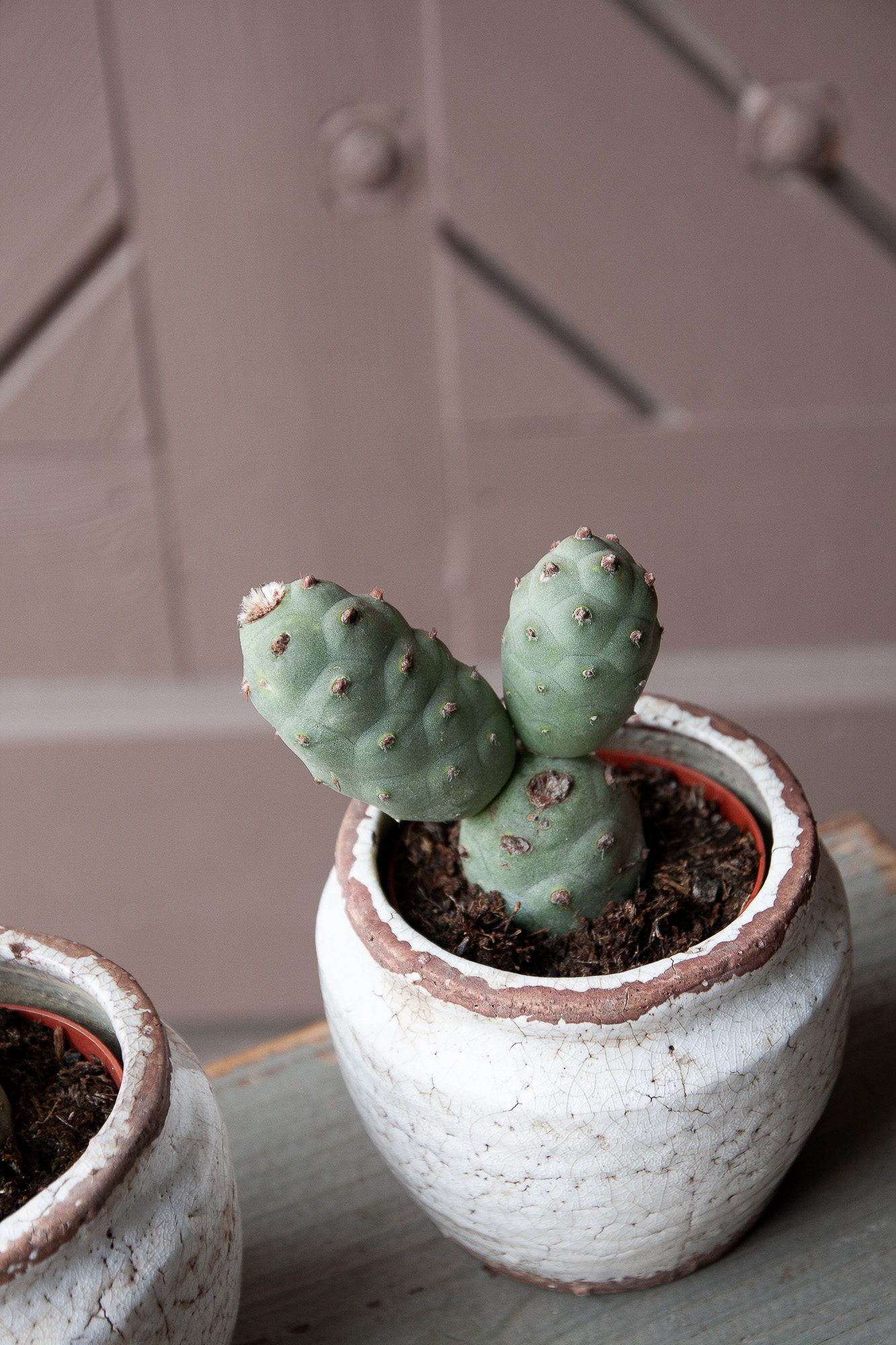 tephrocactus articulatus cactus kaktusas retas augalas Gėlės ir manufaktūra succulents