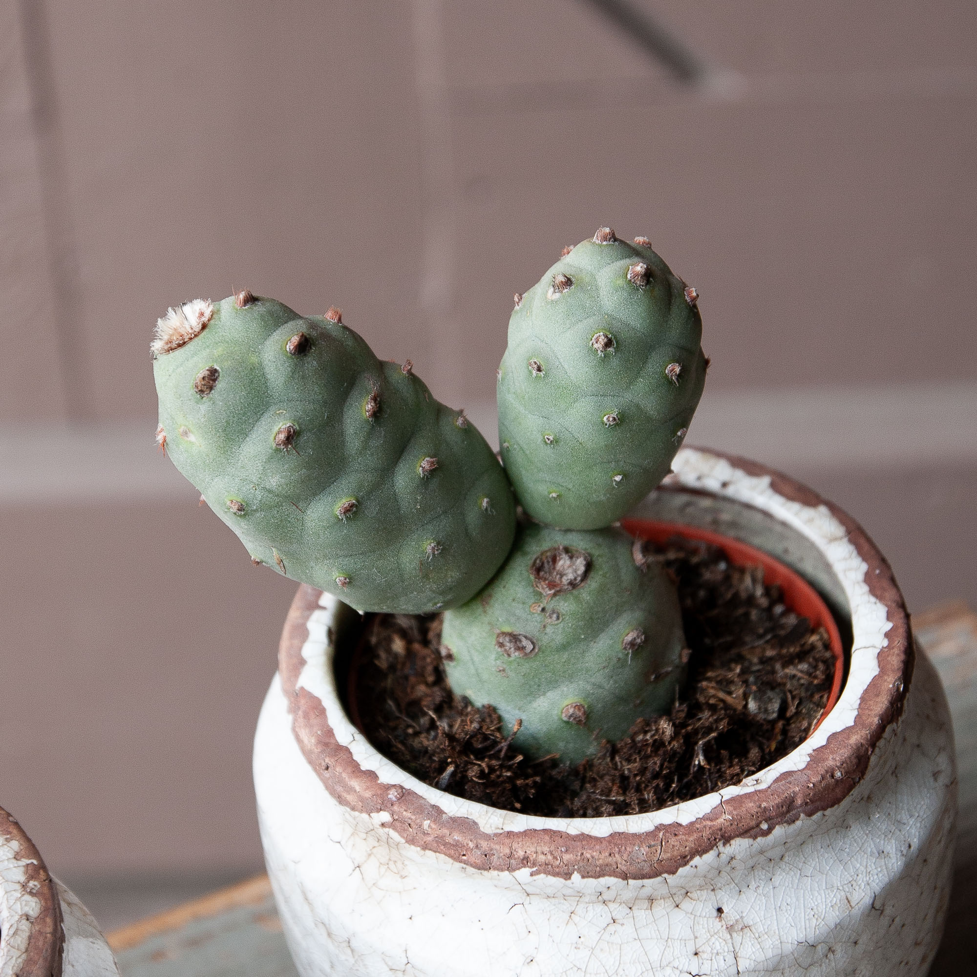 tephrocactus articulatus cactus kaktusas retas augalas Gėlės ir manufaktūra succulents