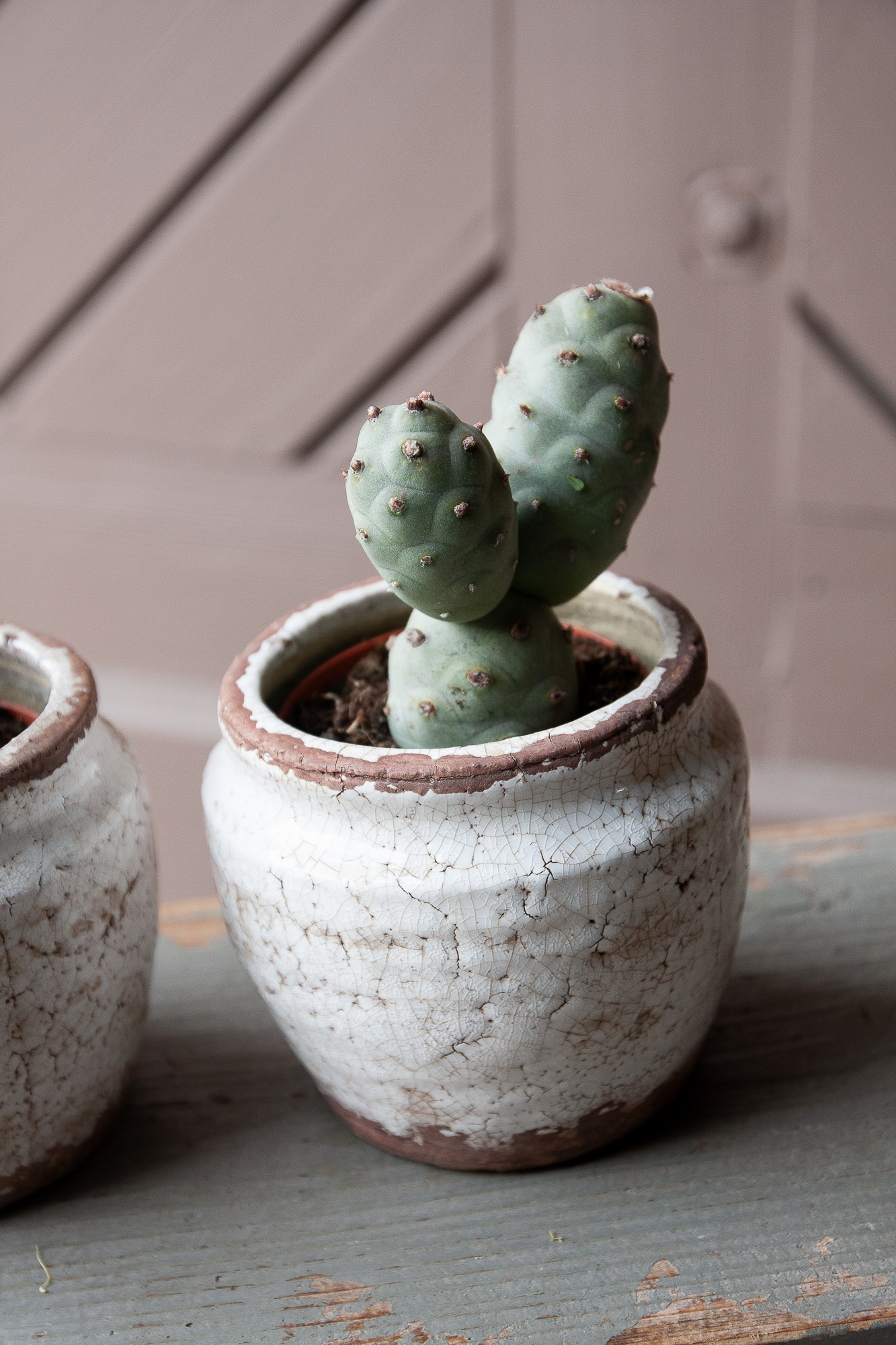 tephrocactus articulatus cactus kaktusas retas augalas Gėlės ir manufaktūra succulents