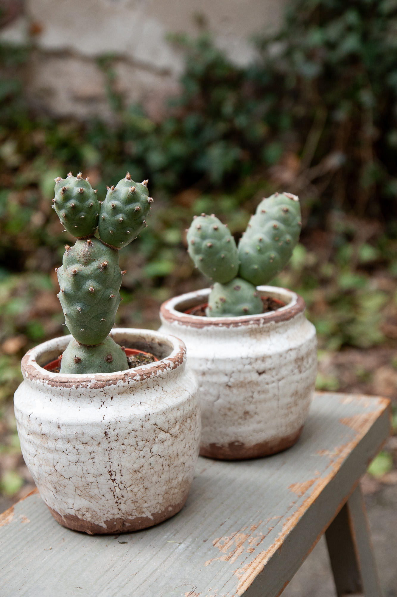 tephrocactus articulatus cactus kaktusas retas augalas Gėlės ir manufaktūra succulents