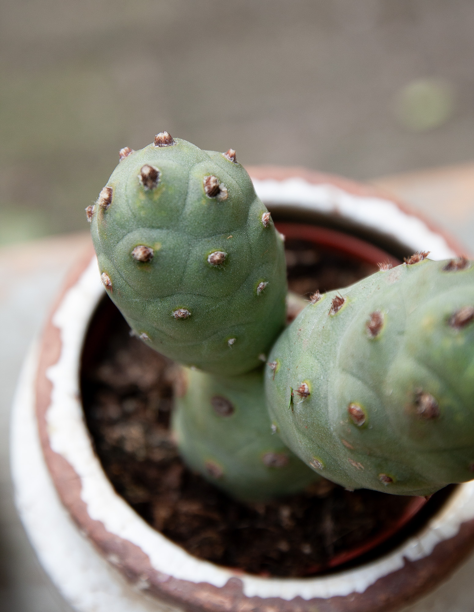 tephrocactus articulatus cactus kaktusas retas augalas Gėlės ir manufaktūra succulents