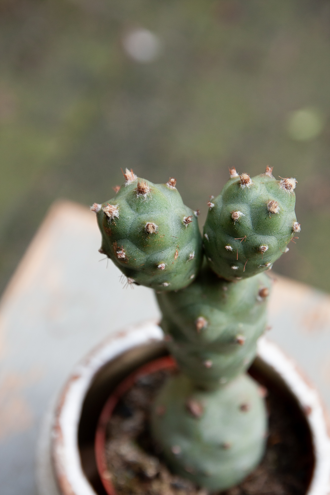 tephrocactus articulatus cactus kaktusas retas augalas Gėlės ir manufaktūra succulents