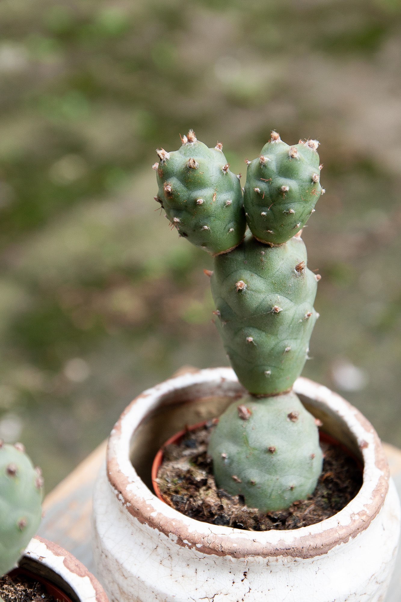 tephrocactus articulatus cactus kaktusas retas augalas Gėlės ir manufaktūra succulents