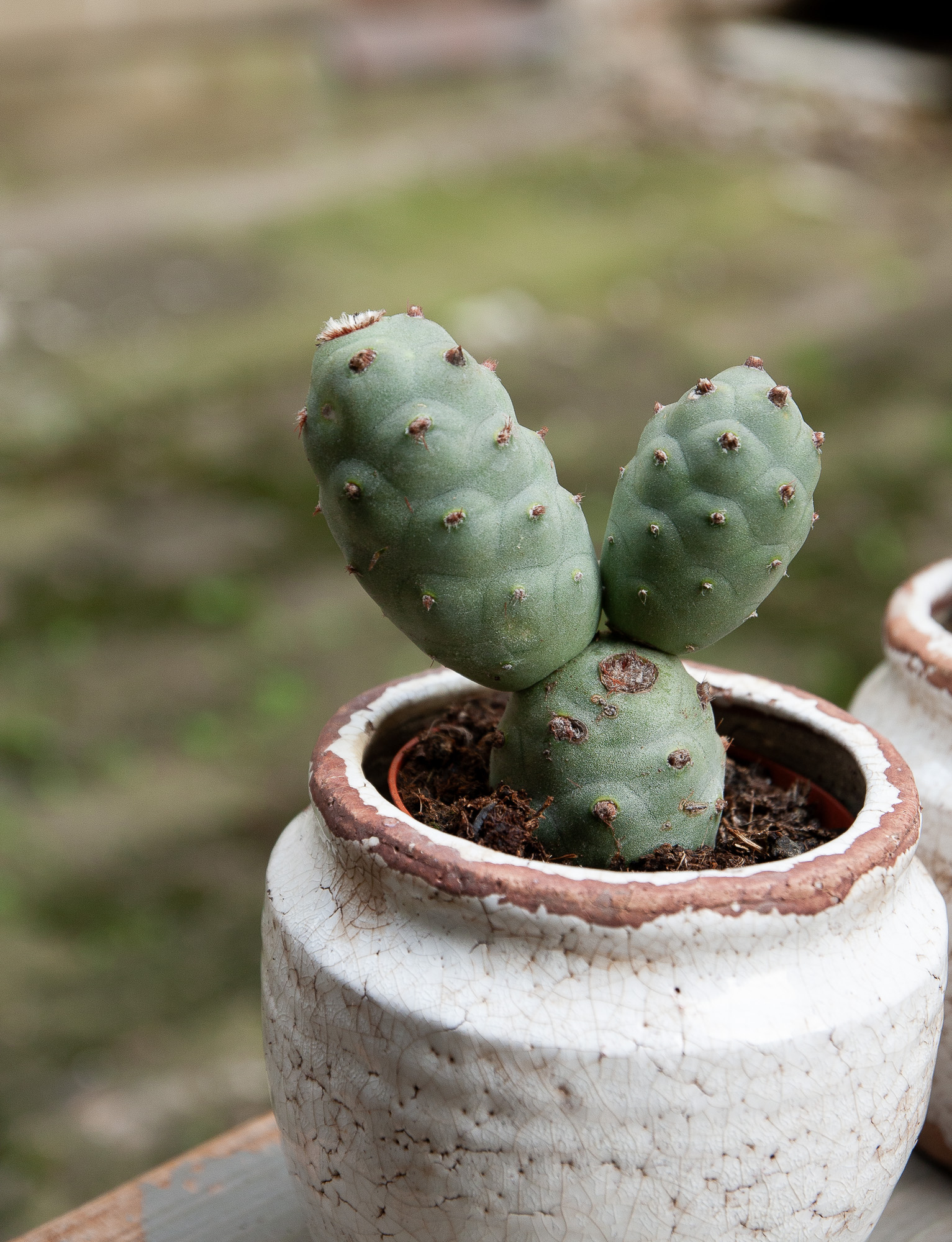 tephrocactus articulatus cactus kaktusas retas augalas Gėlės ir manufaktūra succulents