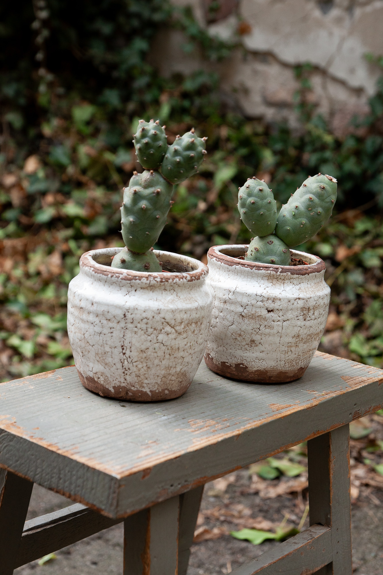 tephrocactus articulatus cactus kaktusas retas augalas Gėlės ir manufaktūra succulents