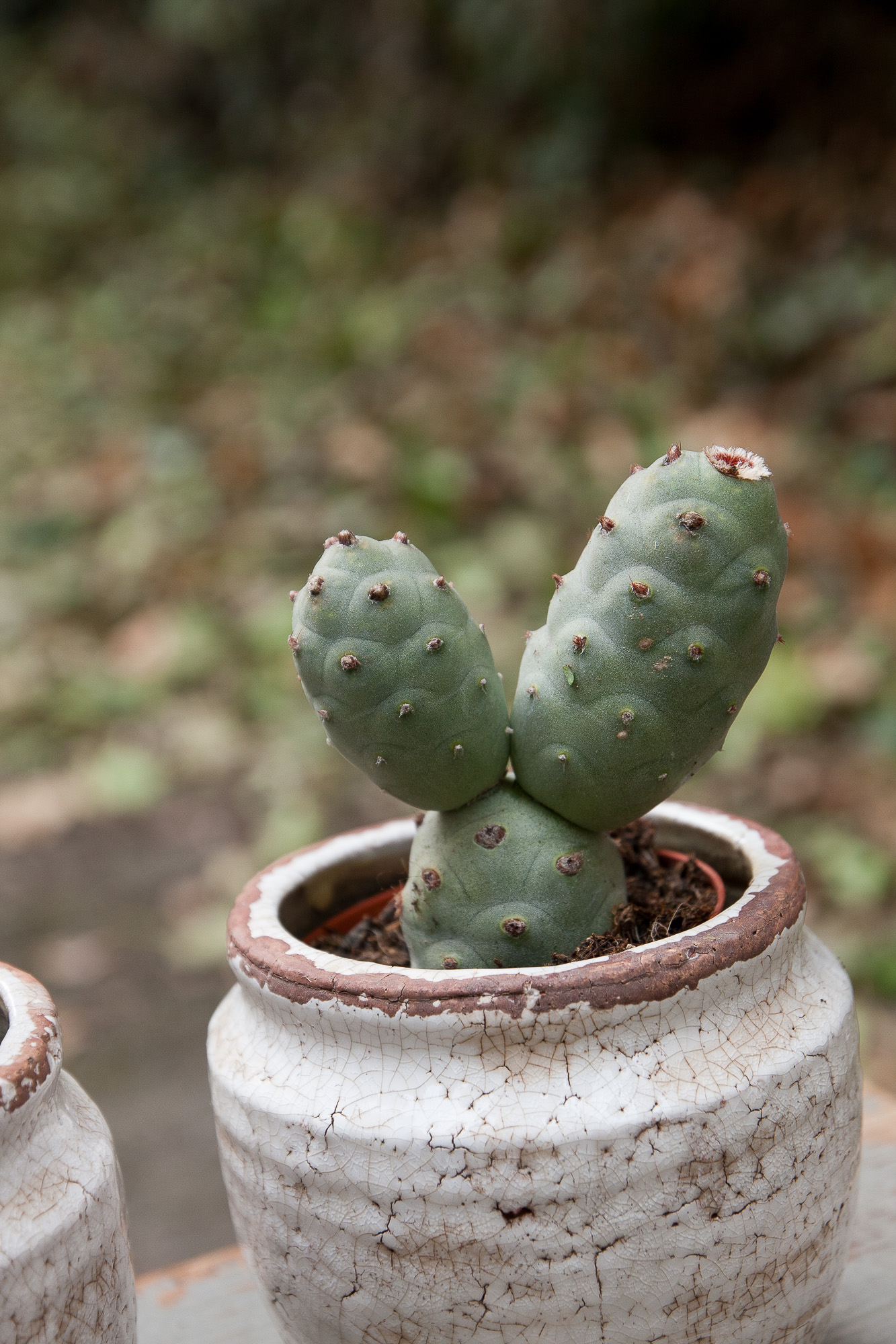tephrocactus articulatus cactus kaktusas retas augalas Gėlės ir manufaktūra succulents