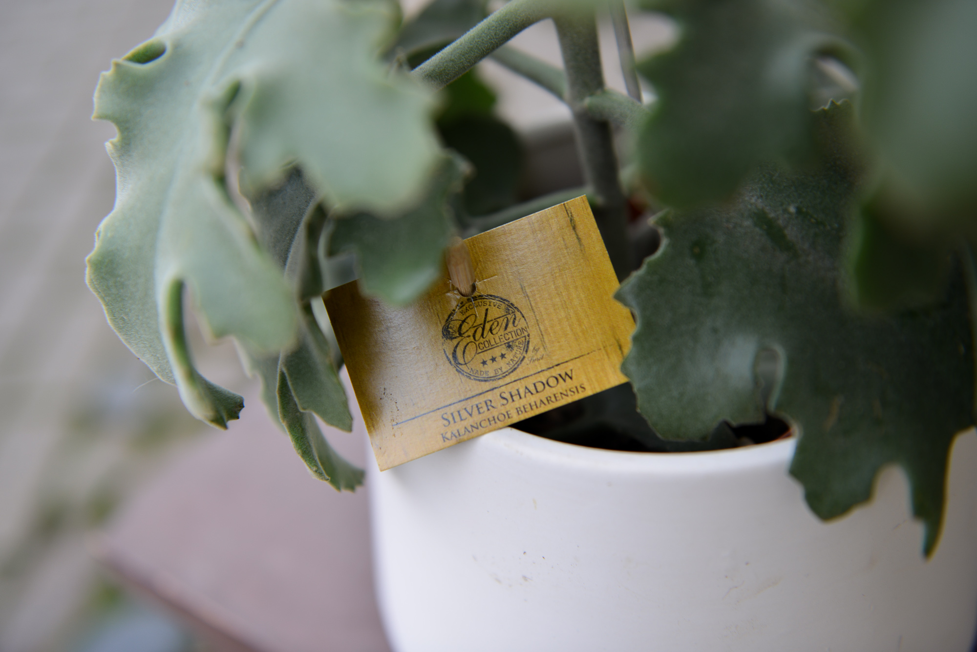 kalanchoe beharensis kambarinis augalas sukulentas kalankė Gėlės ir manufaktūra