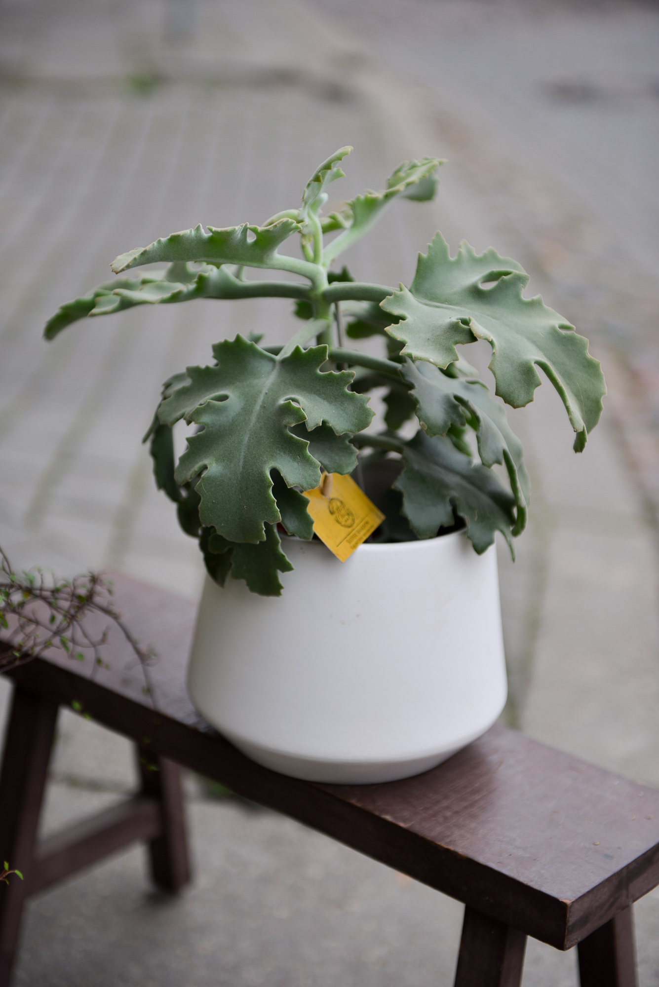 kalanchoe beharensis kambarinis augalas sukulentas kalankė Gėlės ir manufaktūra