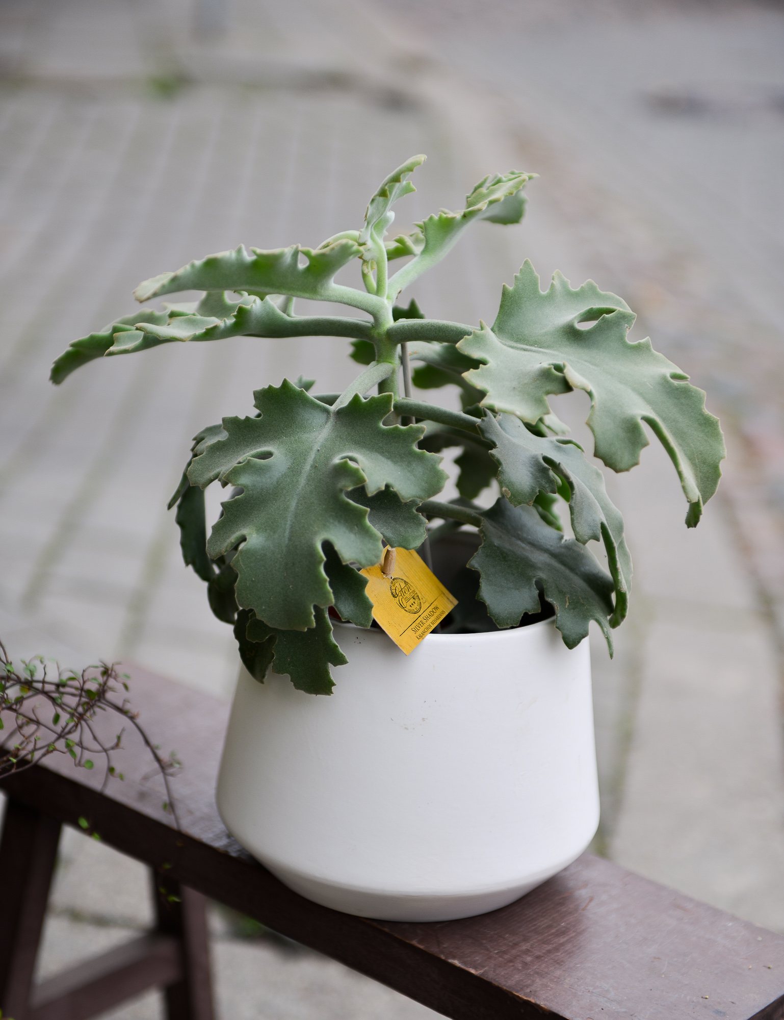 kalanchoe beharensis kambarinis augalas sukulentas kalankė Gėlės ir manufaktūra