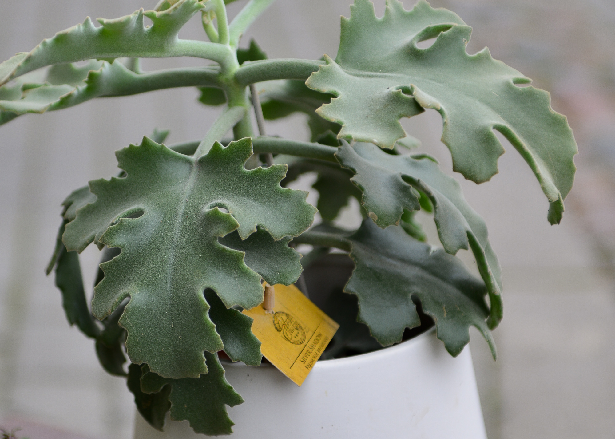 kalanchoe beharensis kambarinis augalas sukulentas kalankė Gėlės ir manufaktūra