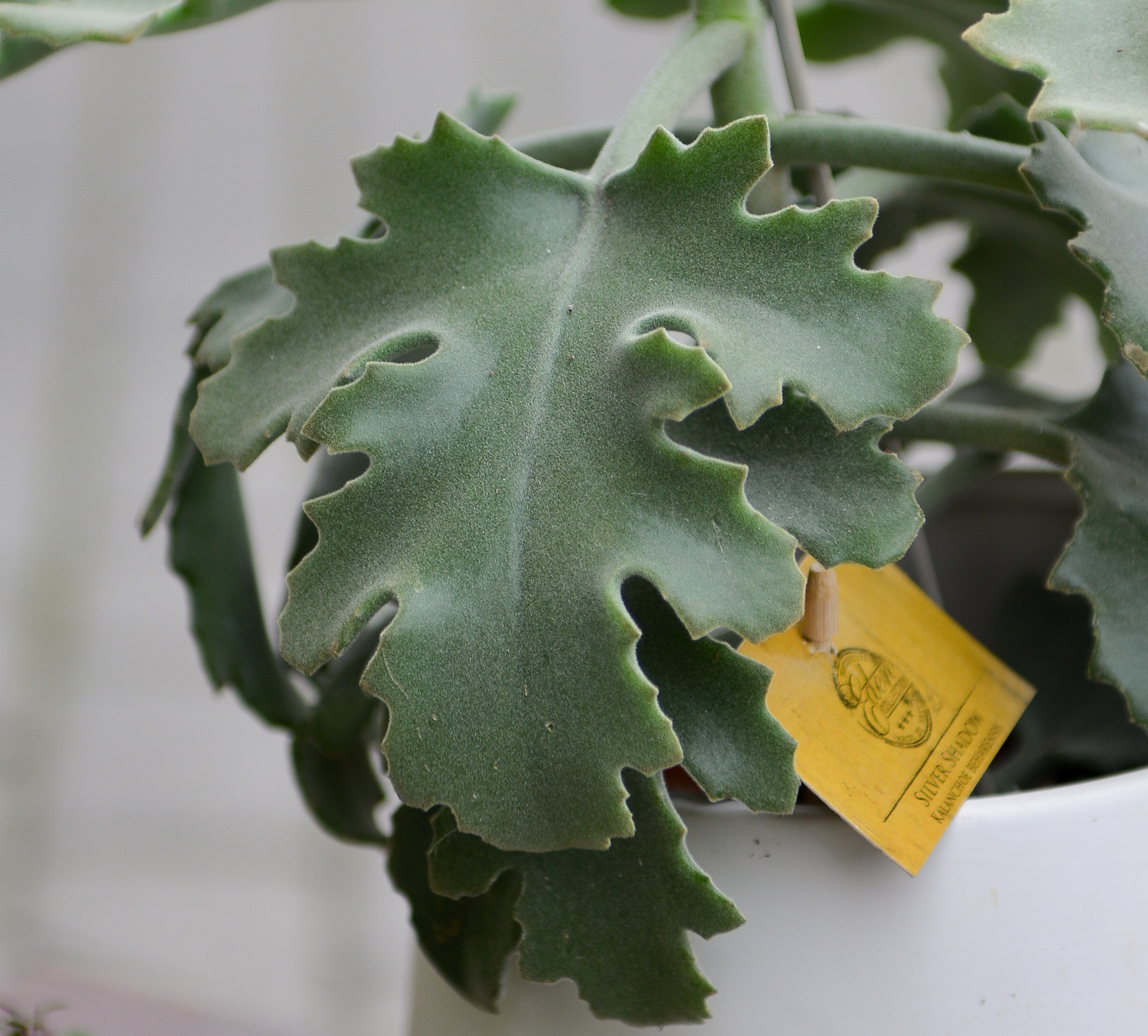 kalanchoe beharensis kambarinis augalas sukulentas kalankė Gėlės ir manufaktūra