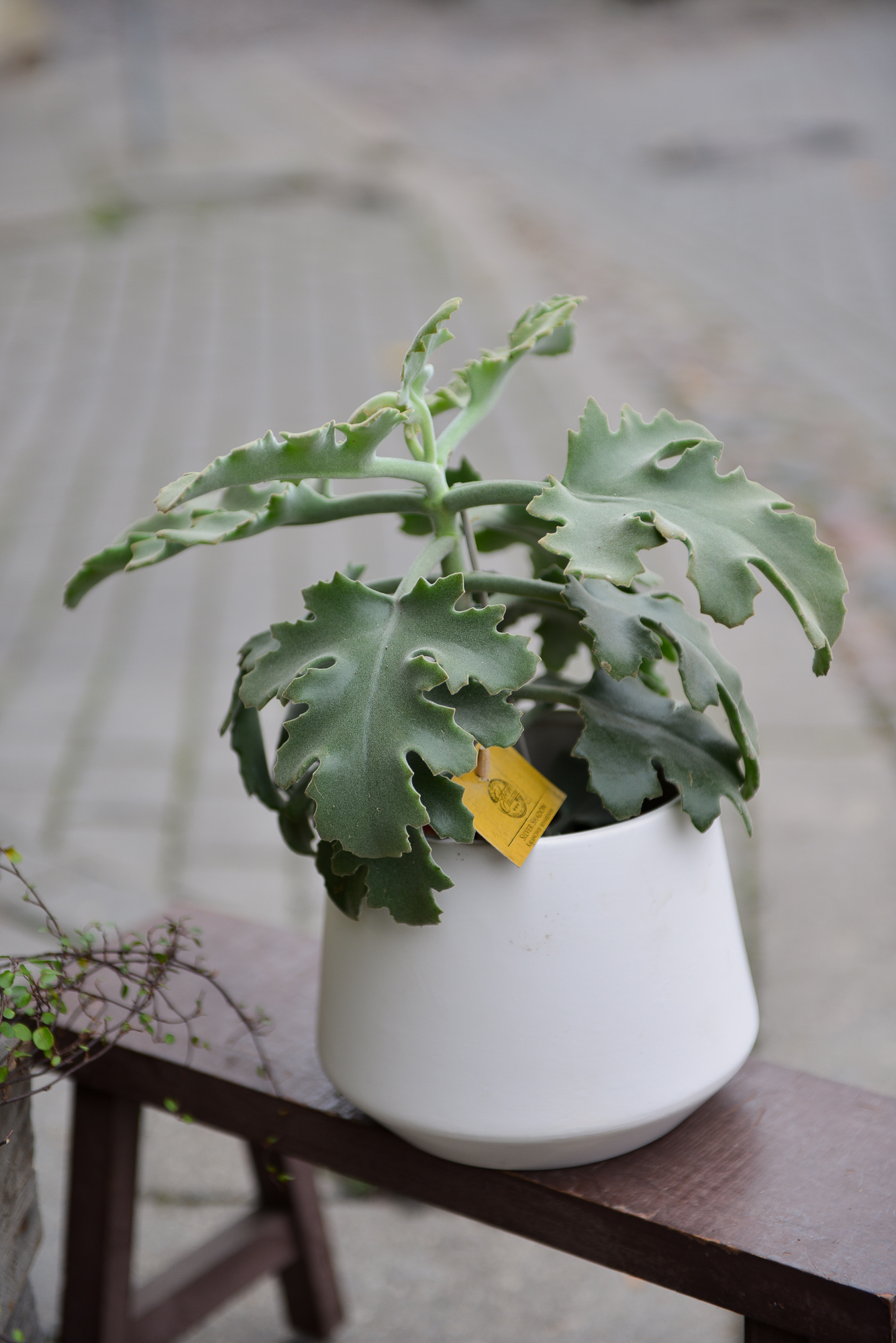 kalanchoe beharensis kambarinis augalas sukulentas kalankė Gėlės ir manufaktūra