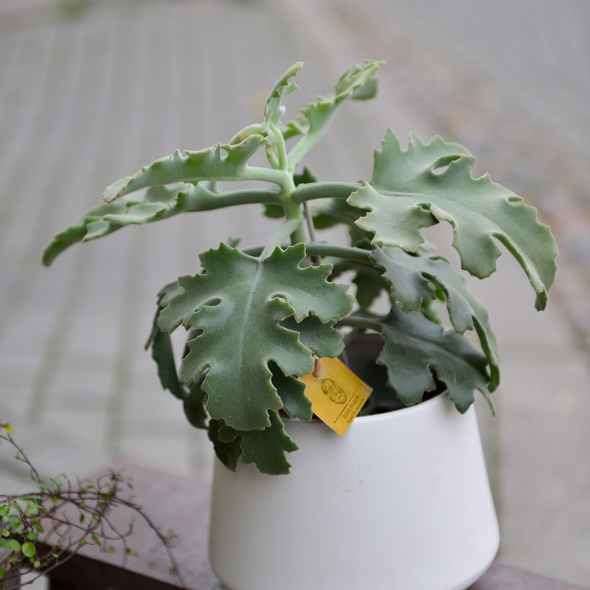 kalanchoe beharensis kambarinis augalas sukulentas kalankė Gėlės ir manufaktūra