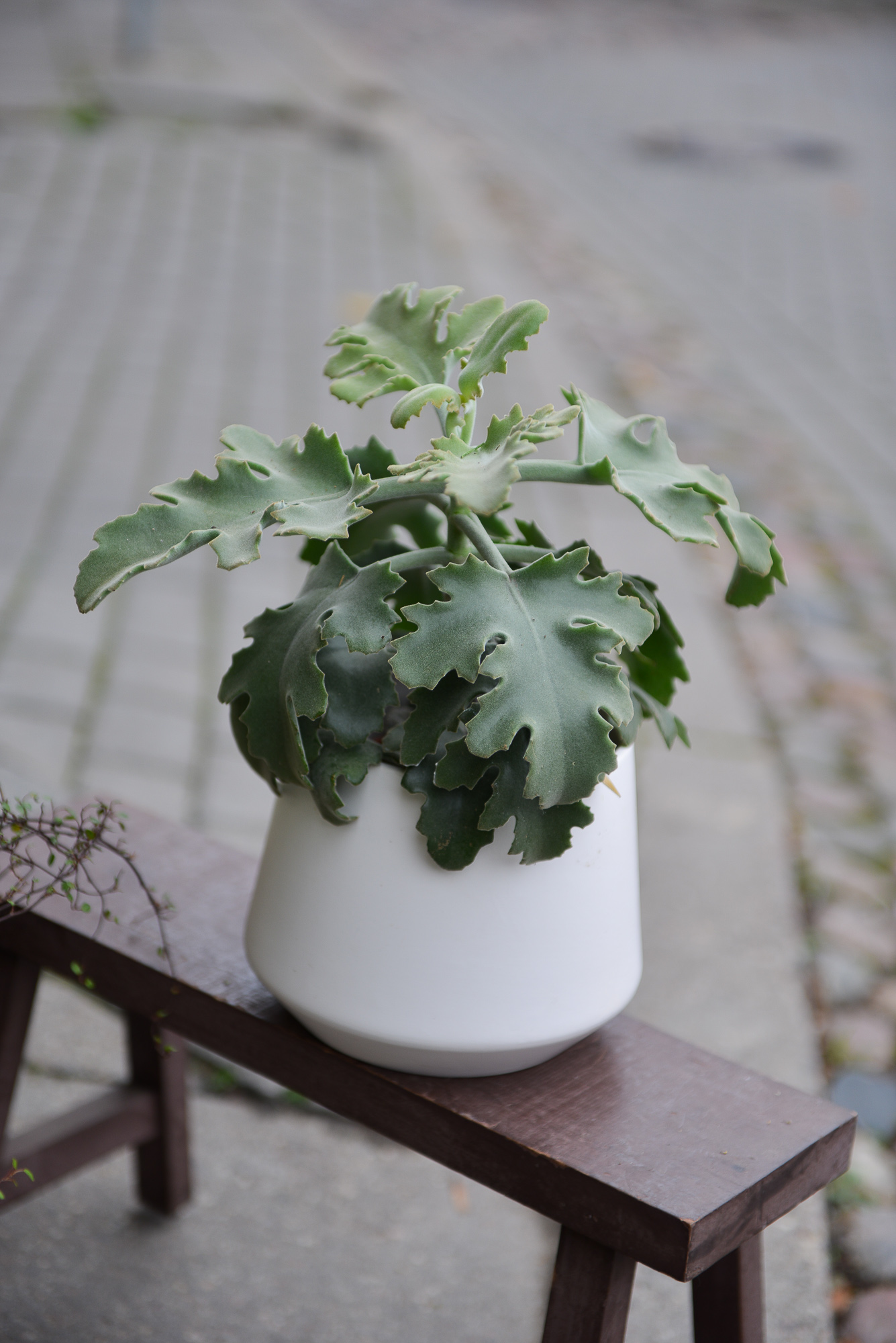 kalanchoe beharensis kambarinis augalas sukulentas kalankė Gėlės ir manufaktūra