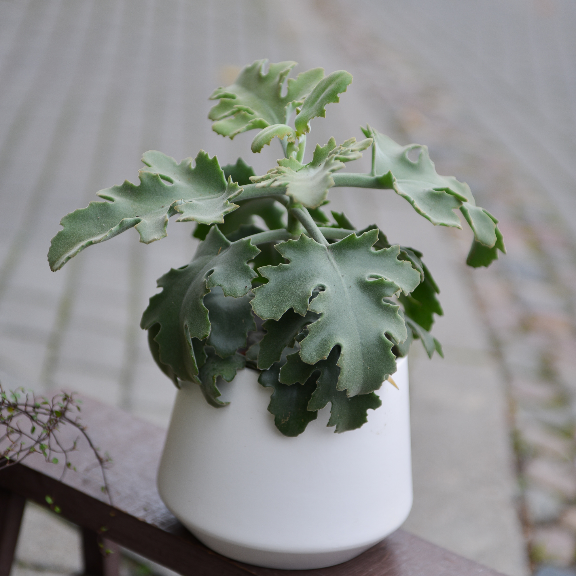 kalanchoe beharensis kambarinis augalas sukulentas kalankė Gėlės ir manufaktūra